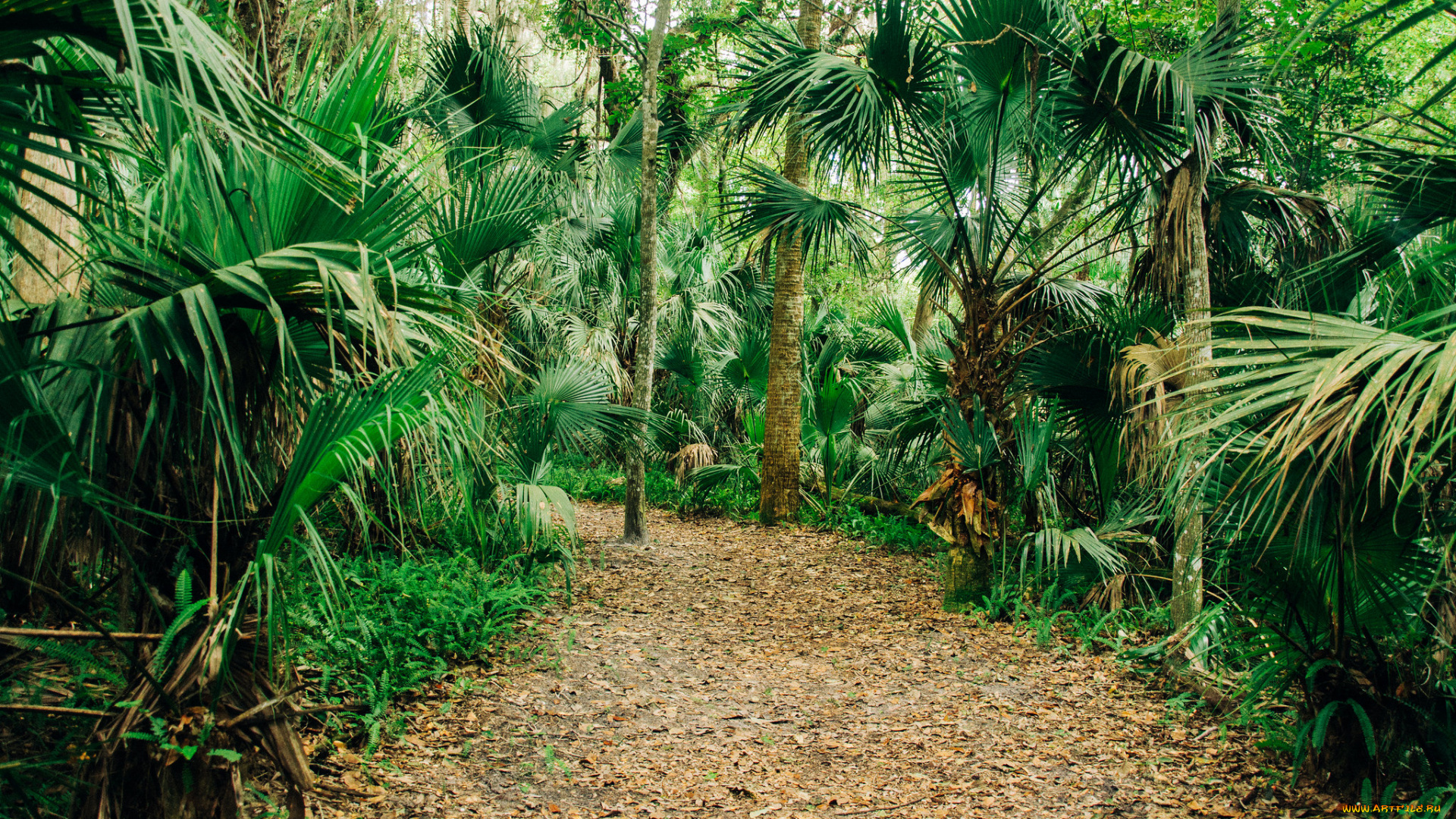 природа, дороги, тракт