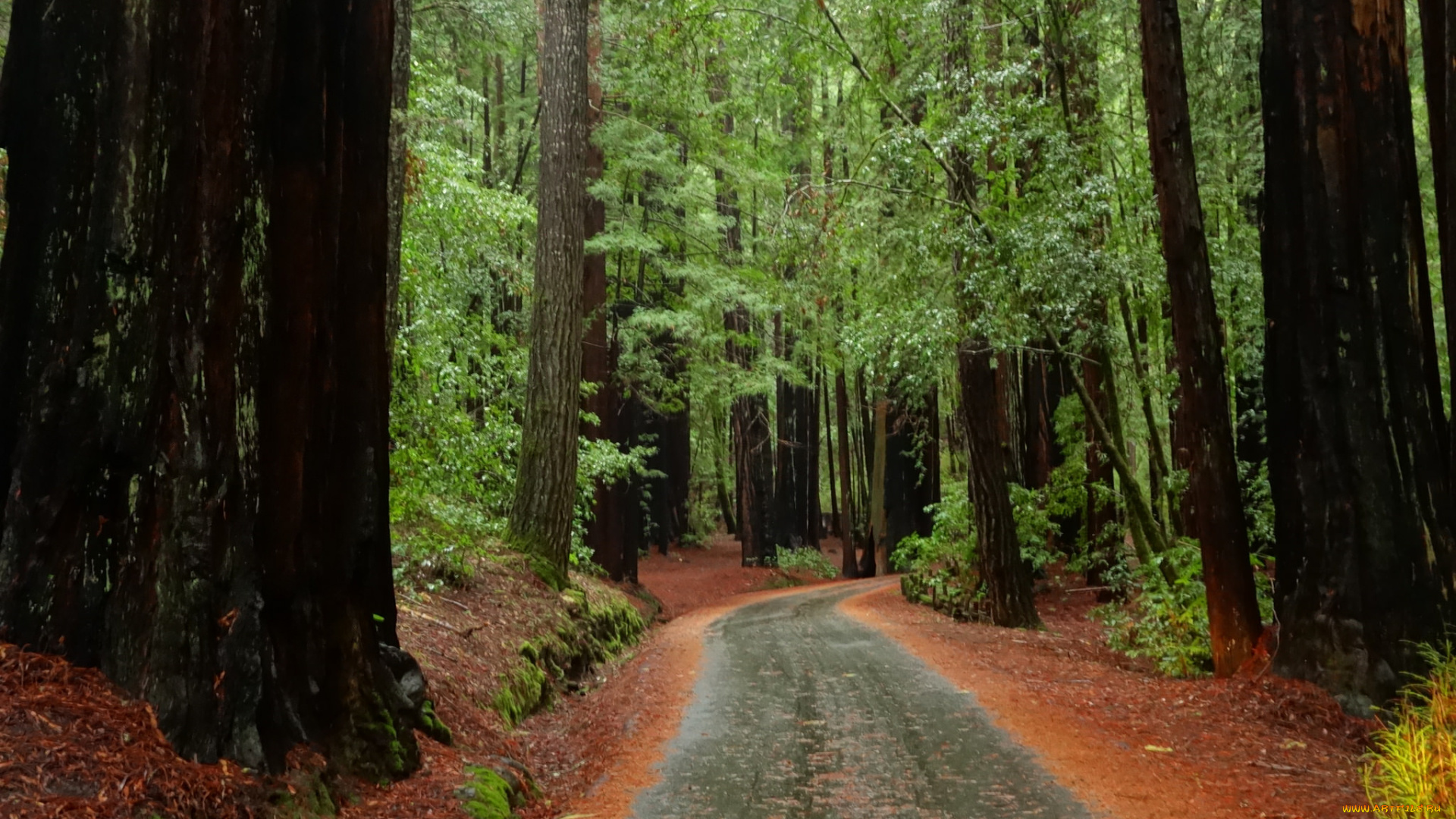 природа, дороги, тракт