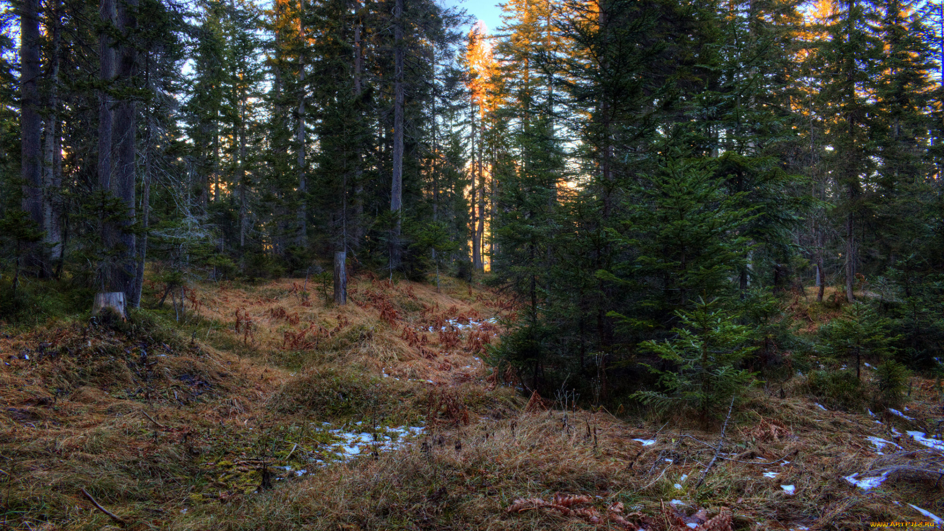 природа, лес, деревья