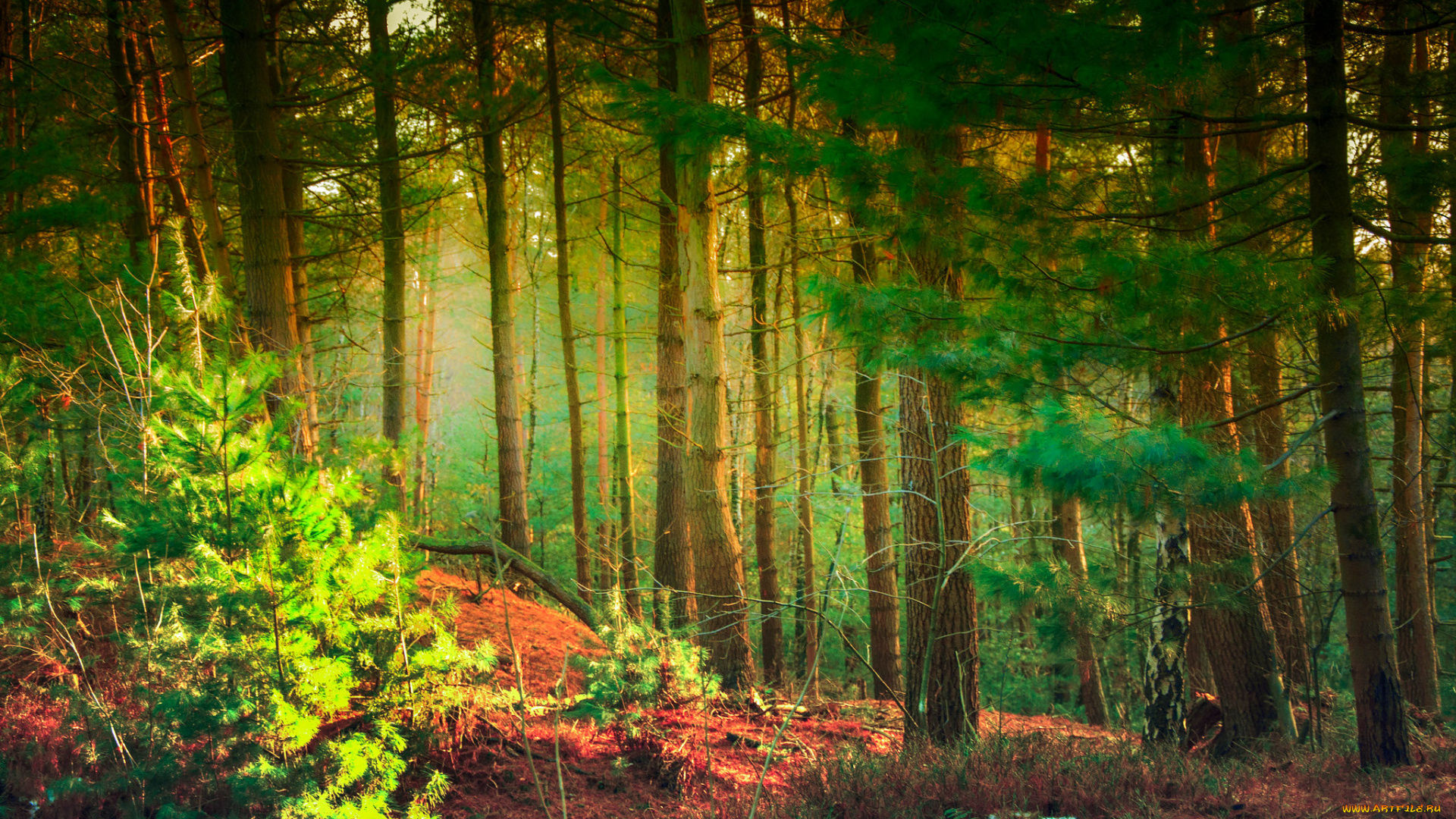 природа, лес, деревья