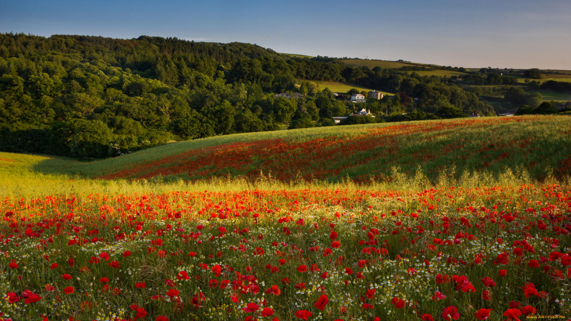 природа, луга, простор