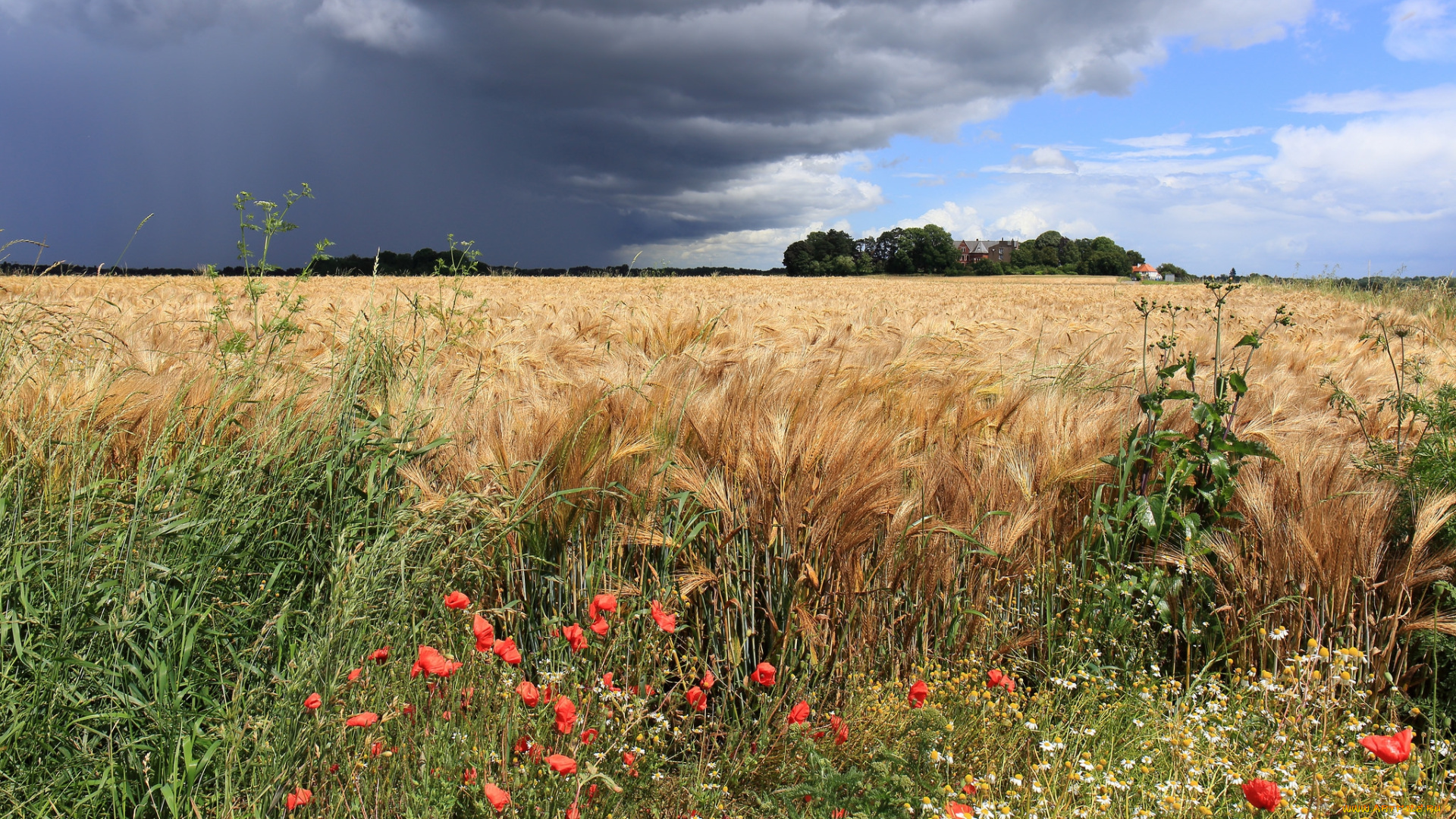 природа, плоды, простор