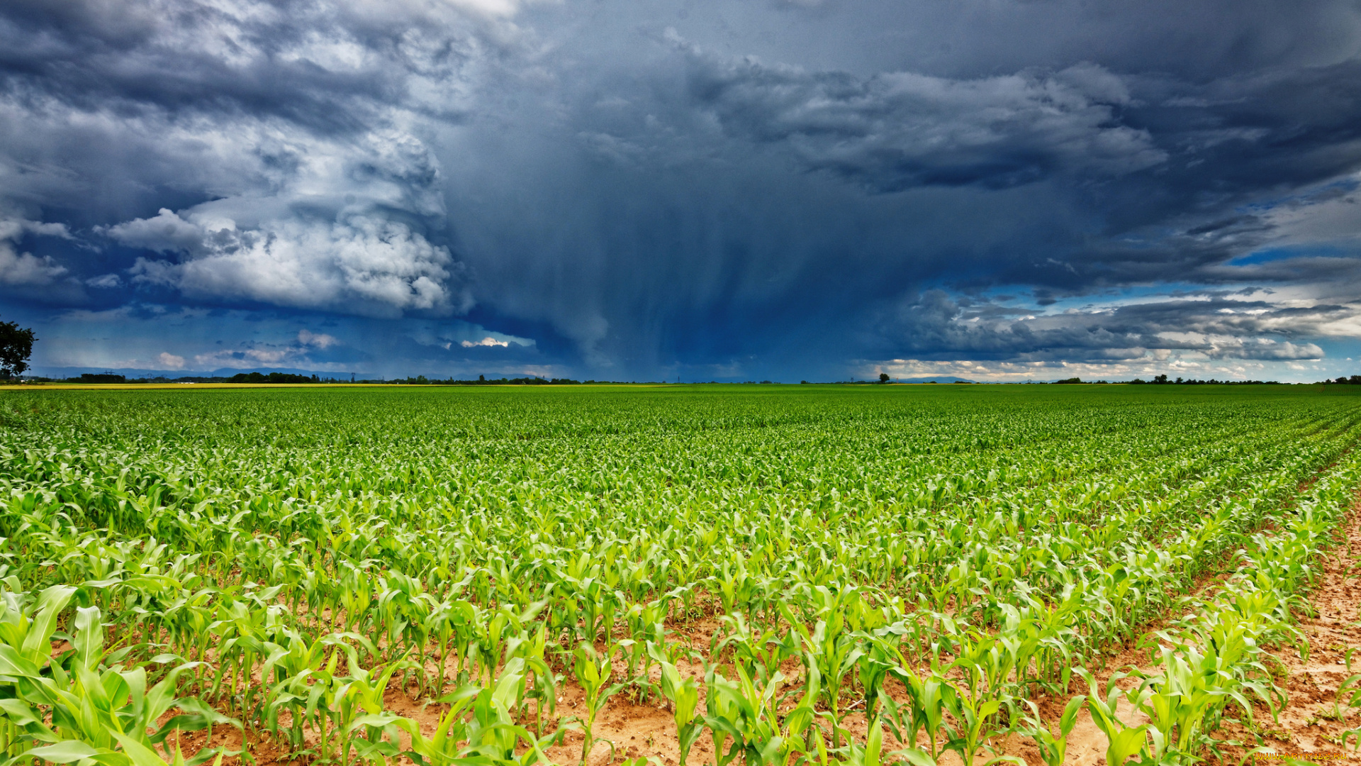 природа, поля, простор