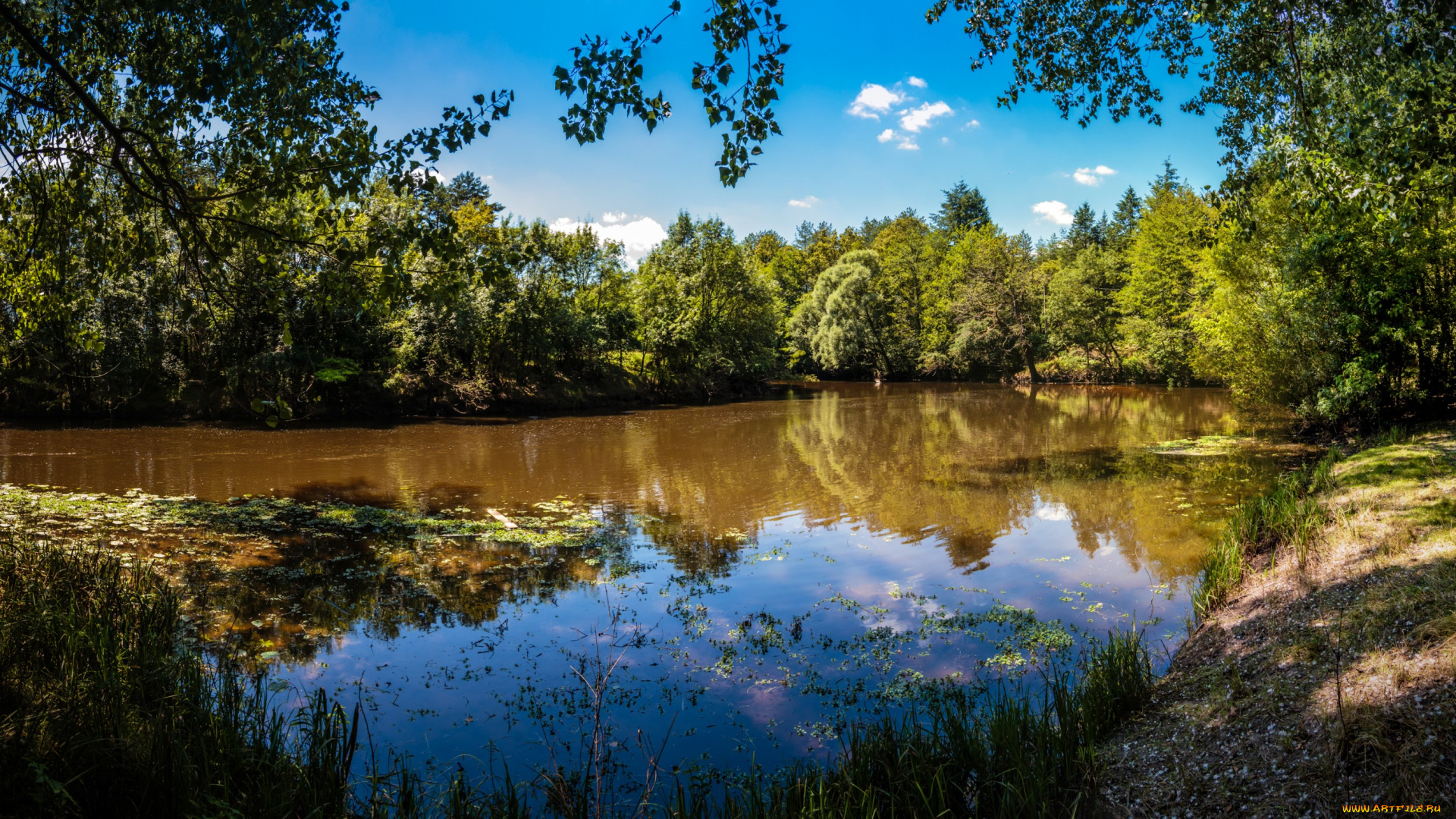 природа, реки, озера, лес, река