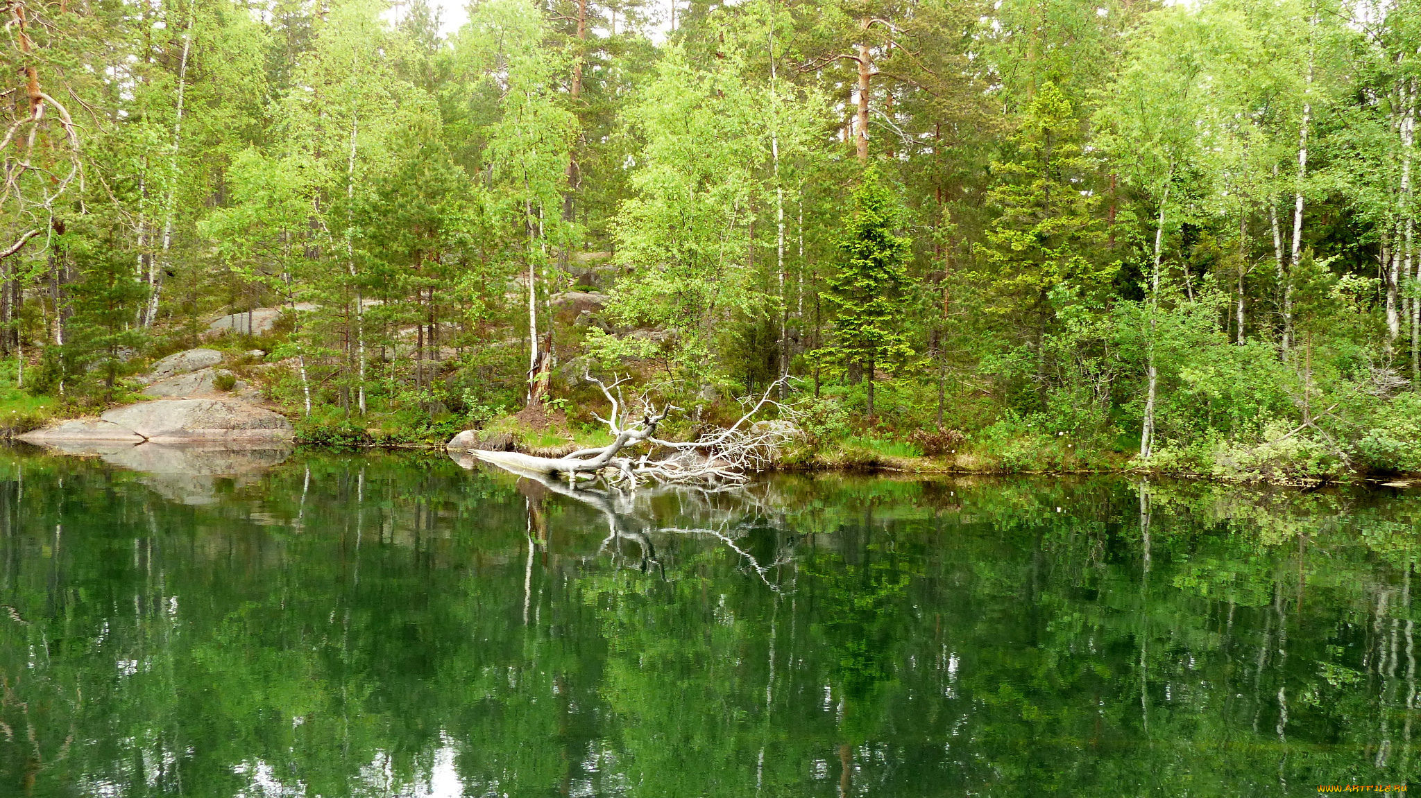 природа, реки, озера, река, лес