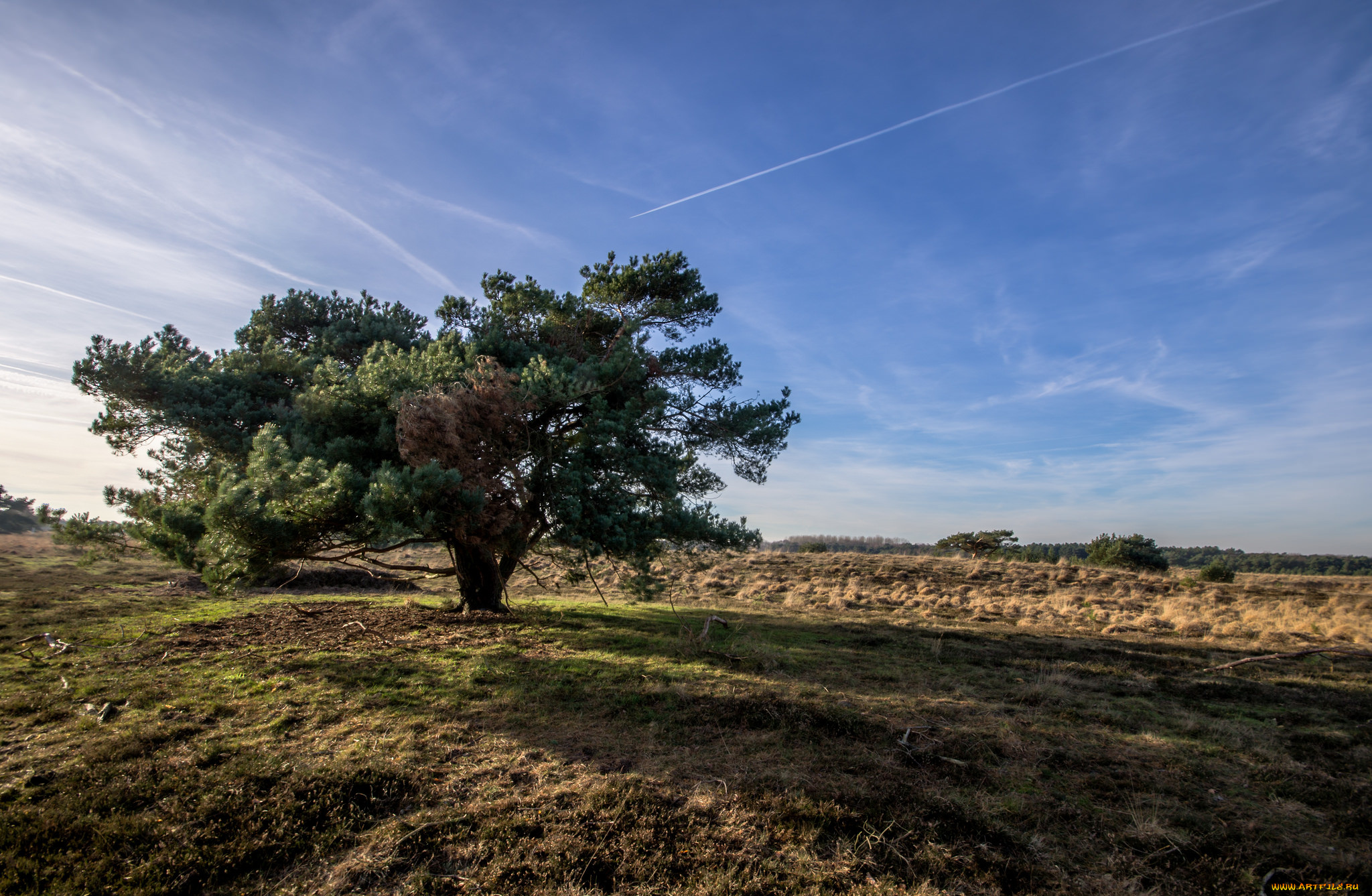 природа, деревья, простор