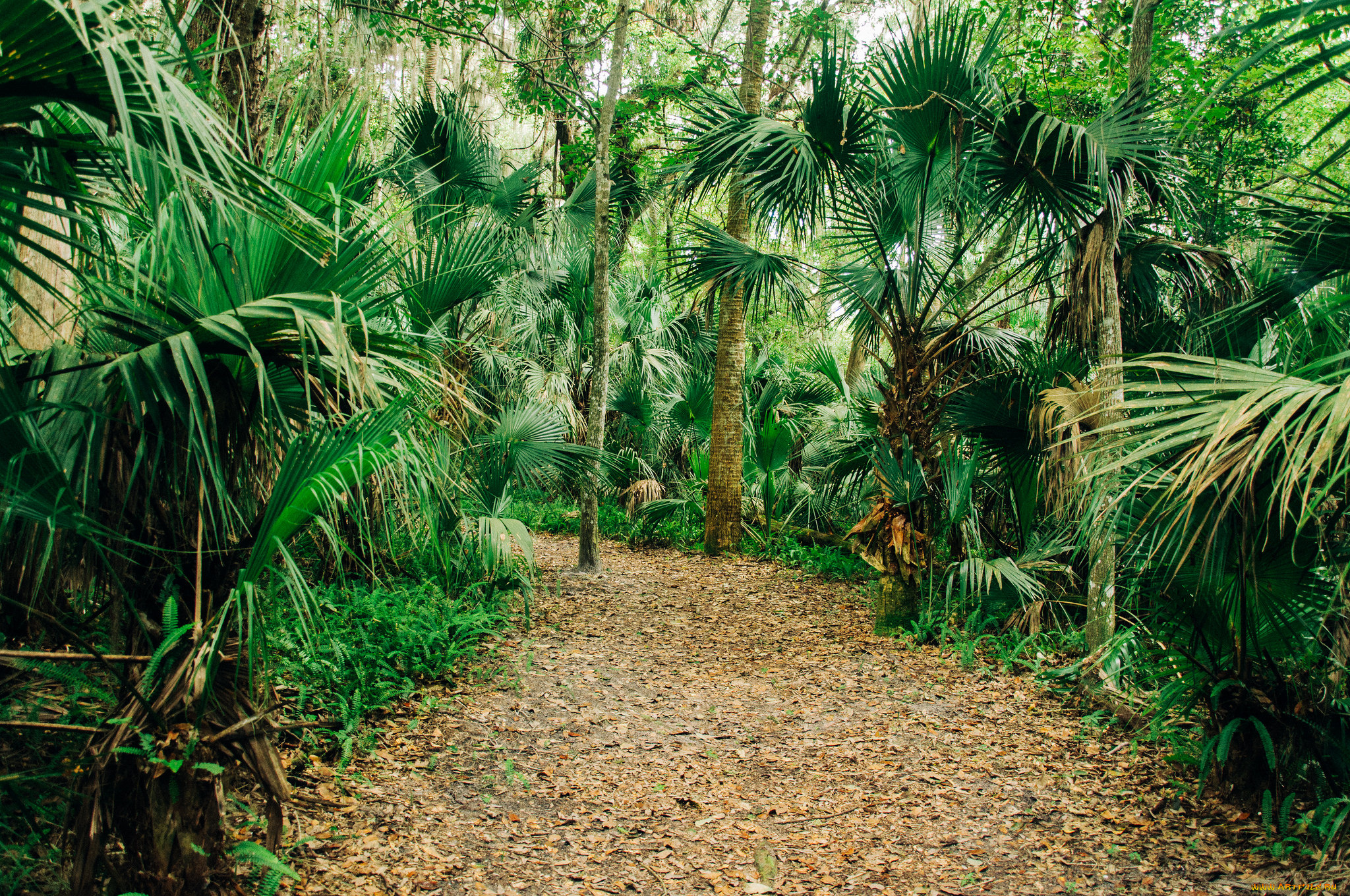 природа, дороги, тракт