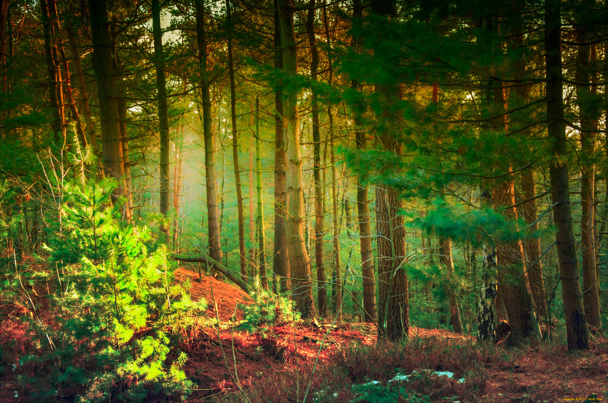 природа, лес, деревья