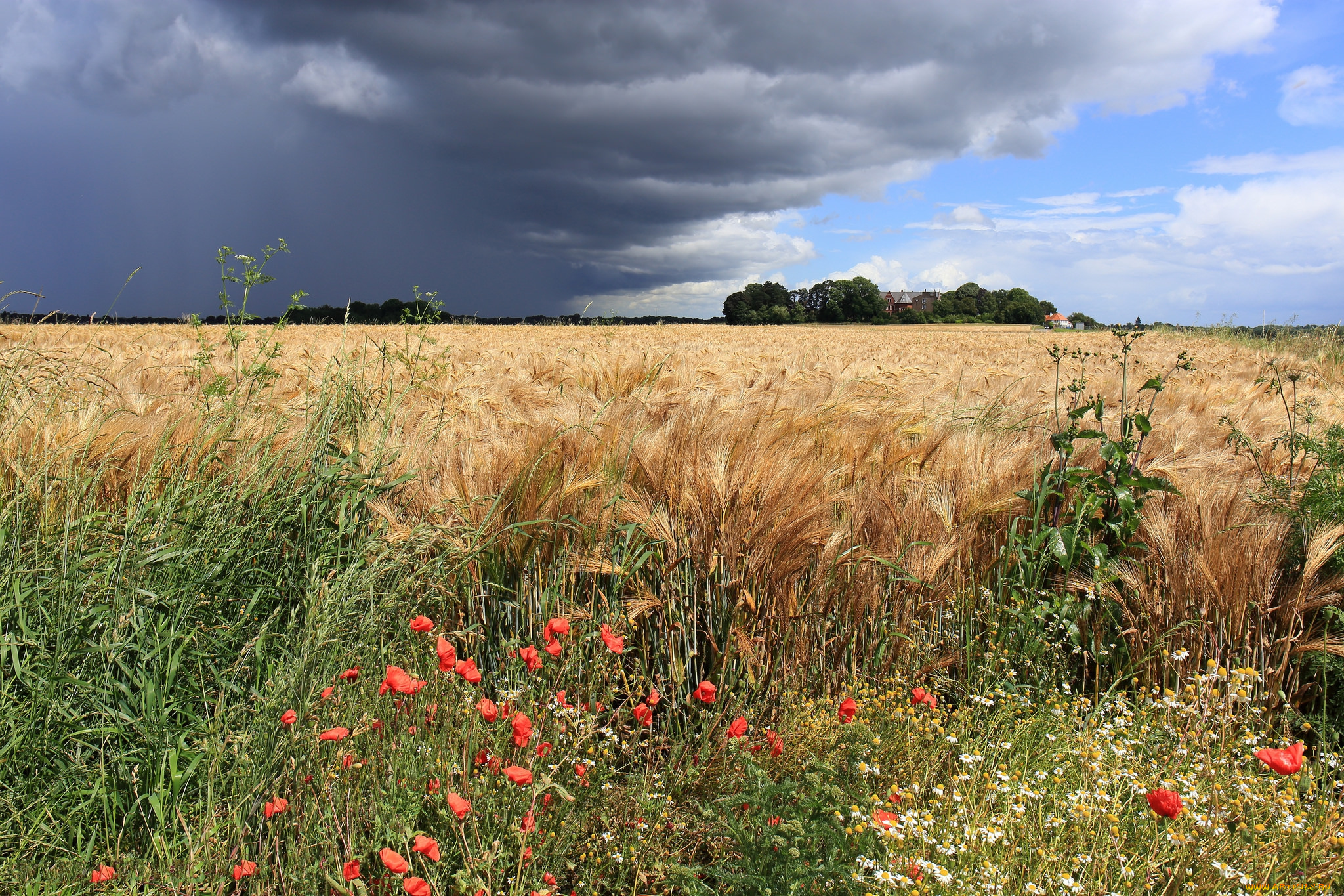 природа, плоды, простор