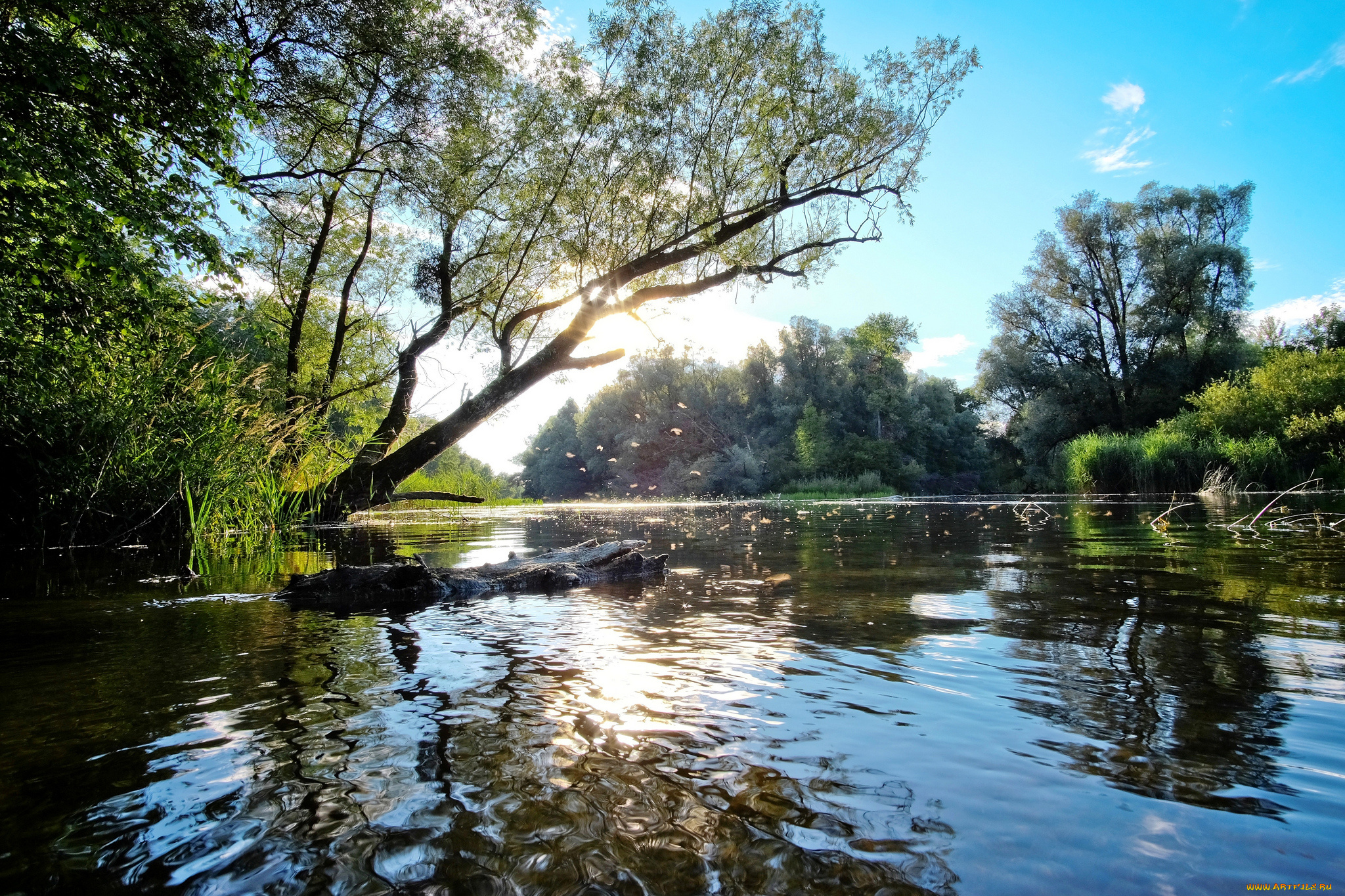 природа, реки, озера, река, лес