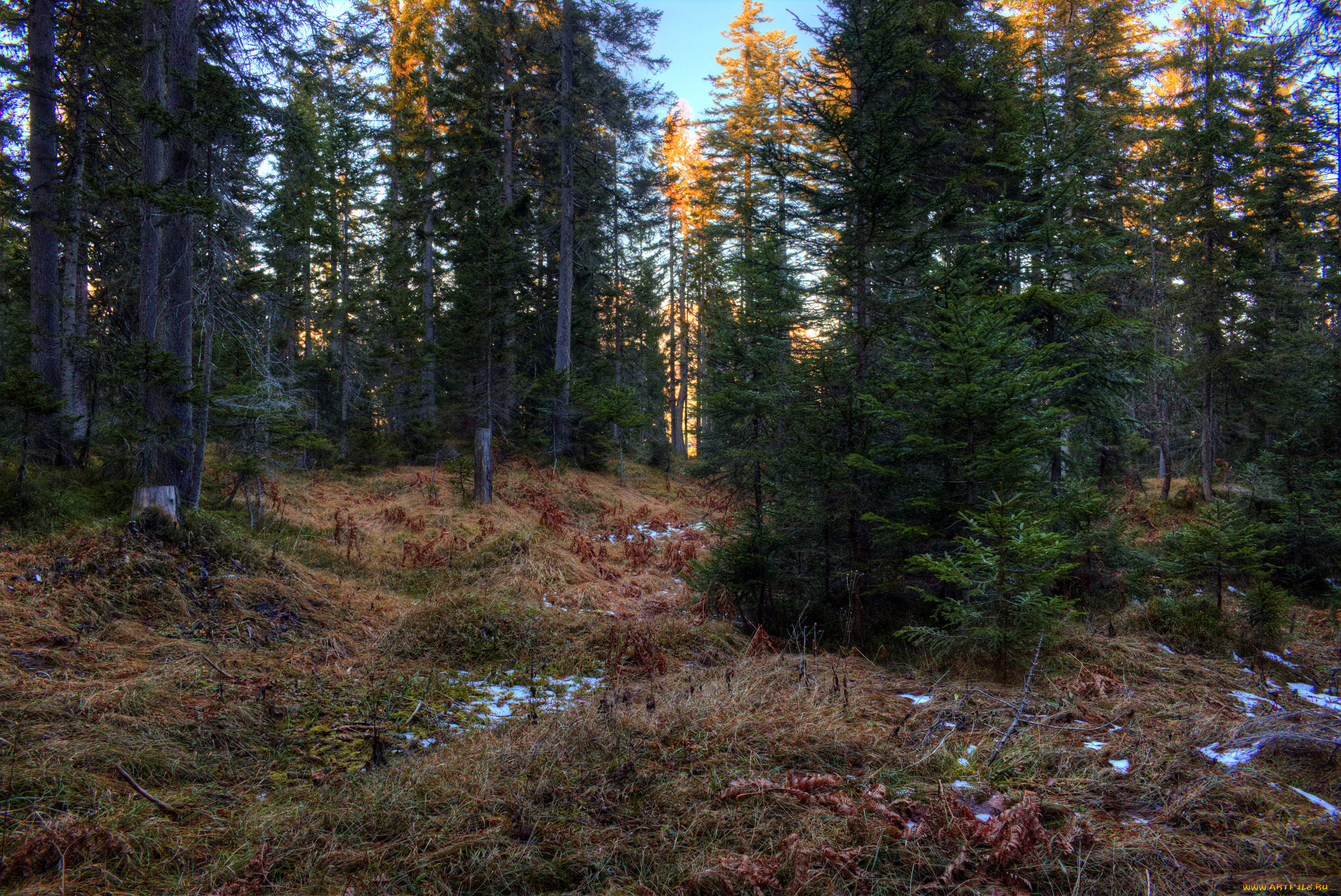 природа, лес, деревья