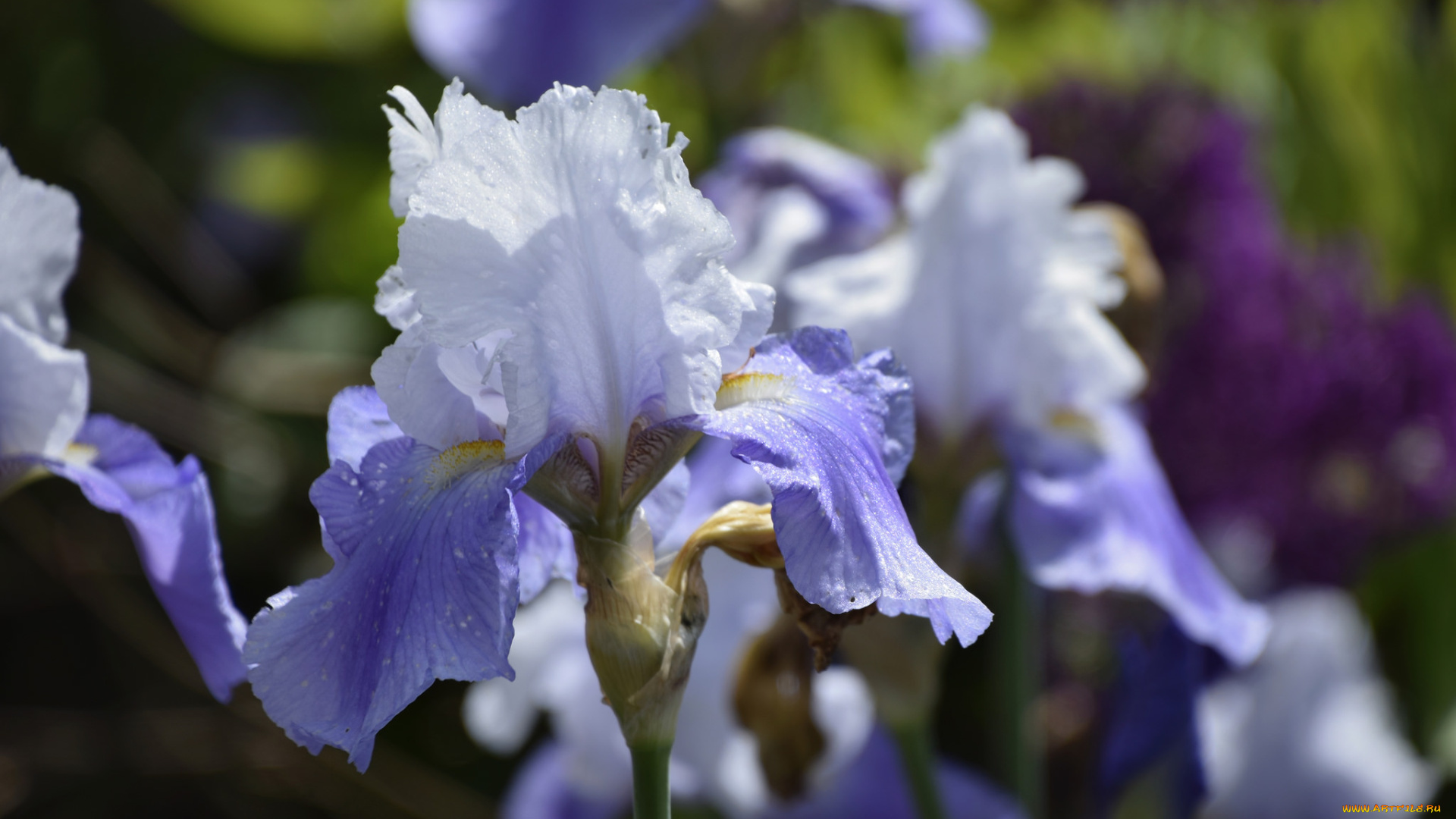 цветы, ирисы, ирис, фиолетовый, лепестки, цветение