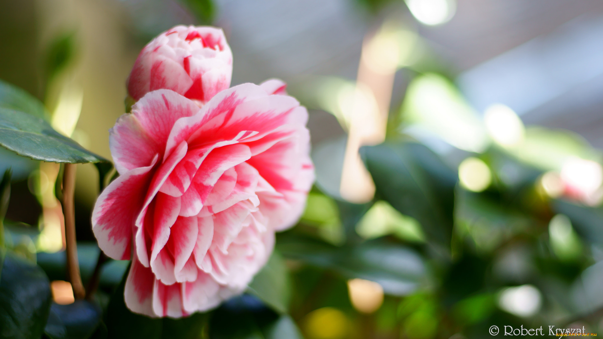 цветы, камелии, камелия, листья, бутон, цветение, кустарник