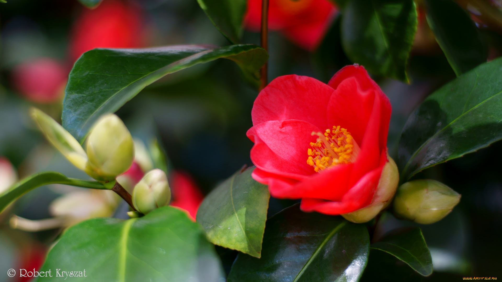 цветы, камелии, камелия, листья, бутон, цветение, кустарник