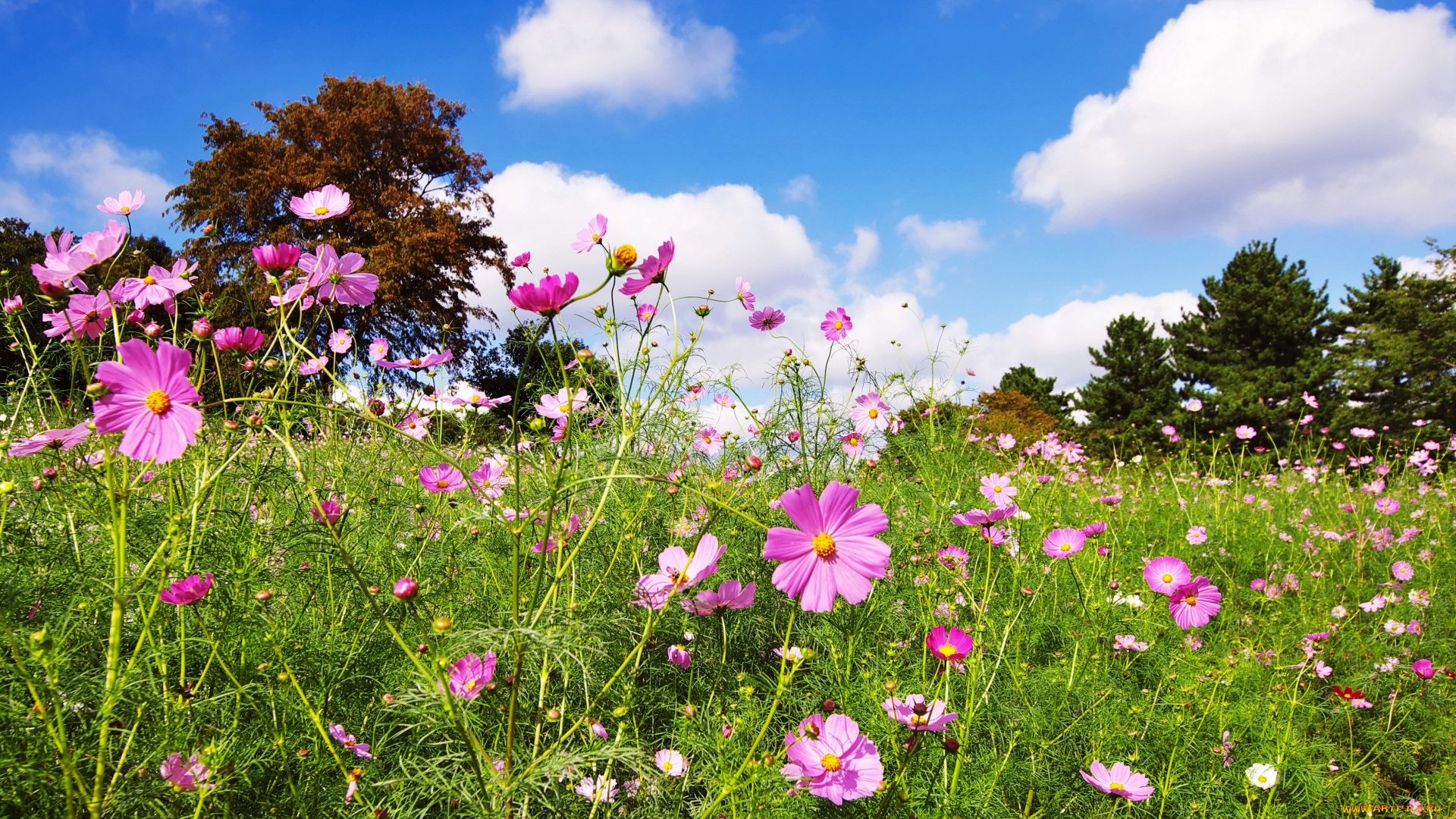цветы, космея, деревья, облака