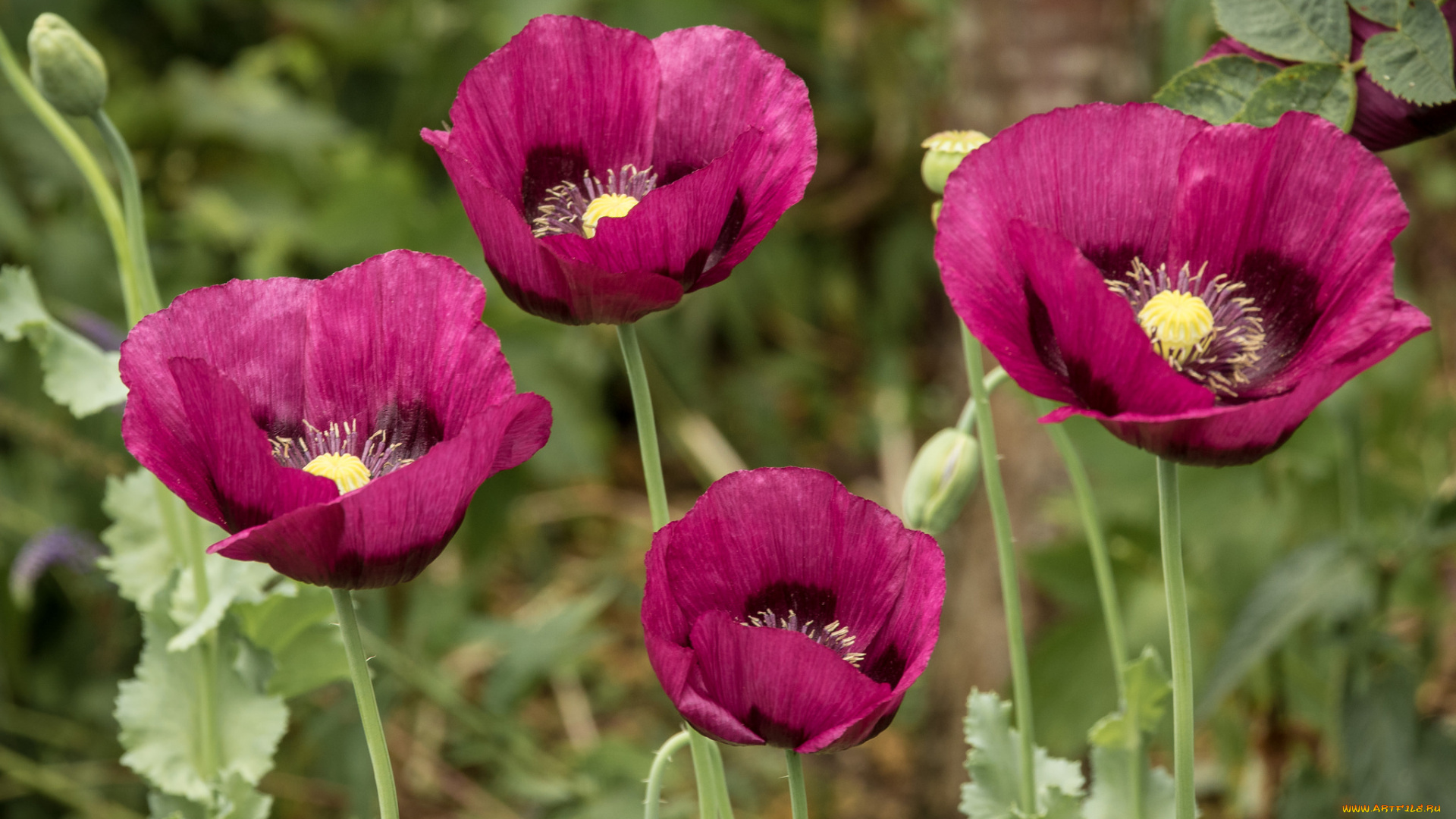 цветы, маки, мак, цветение