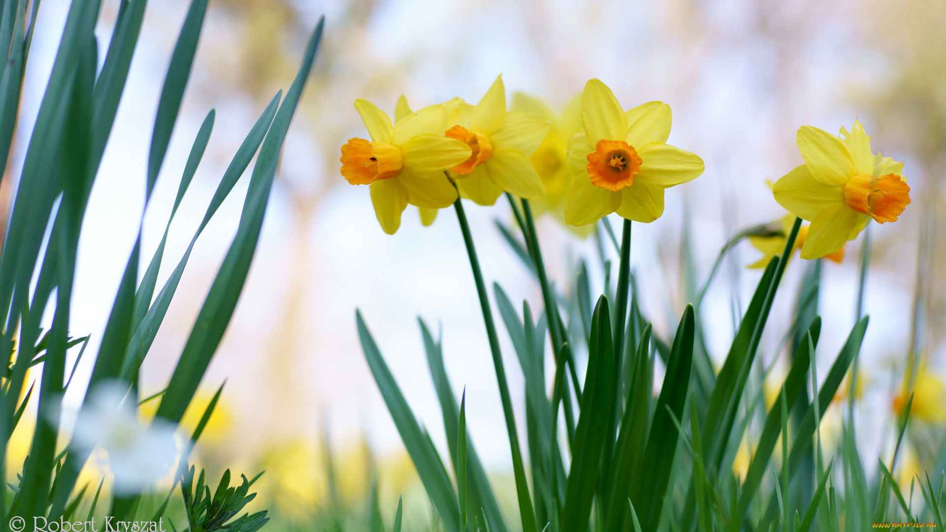 цветы, нарциссы, цветение, лепестки