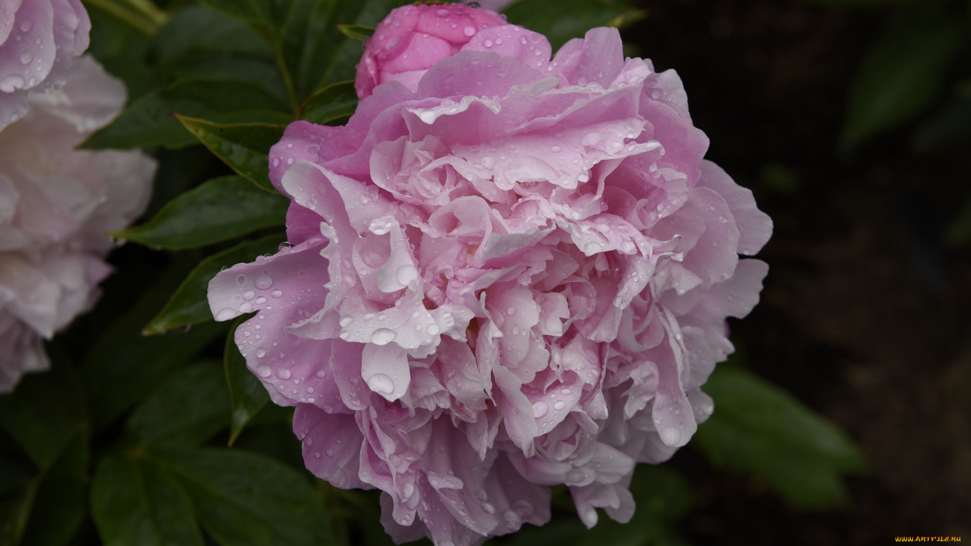 цветы, пионы, пион, бутон, лепестки, листья, цветение