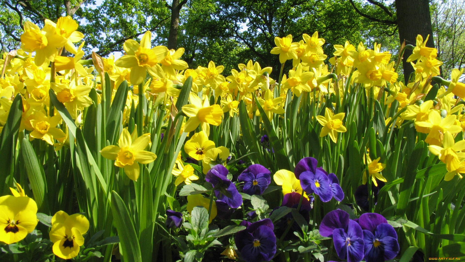 цветы, разные, вместе, разноцветные