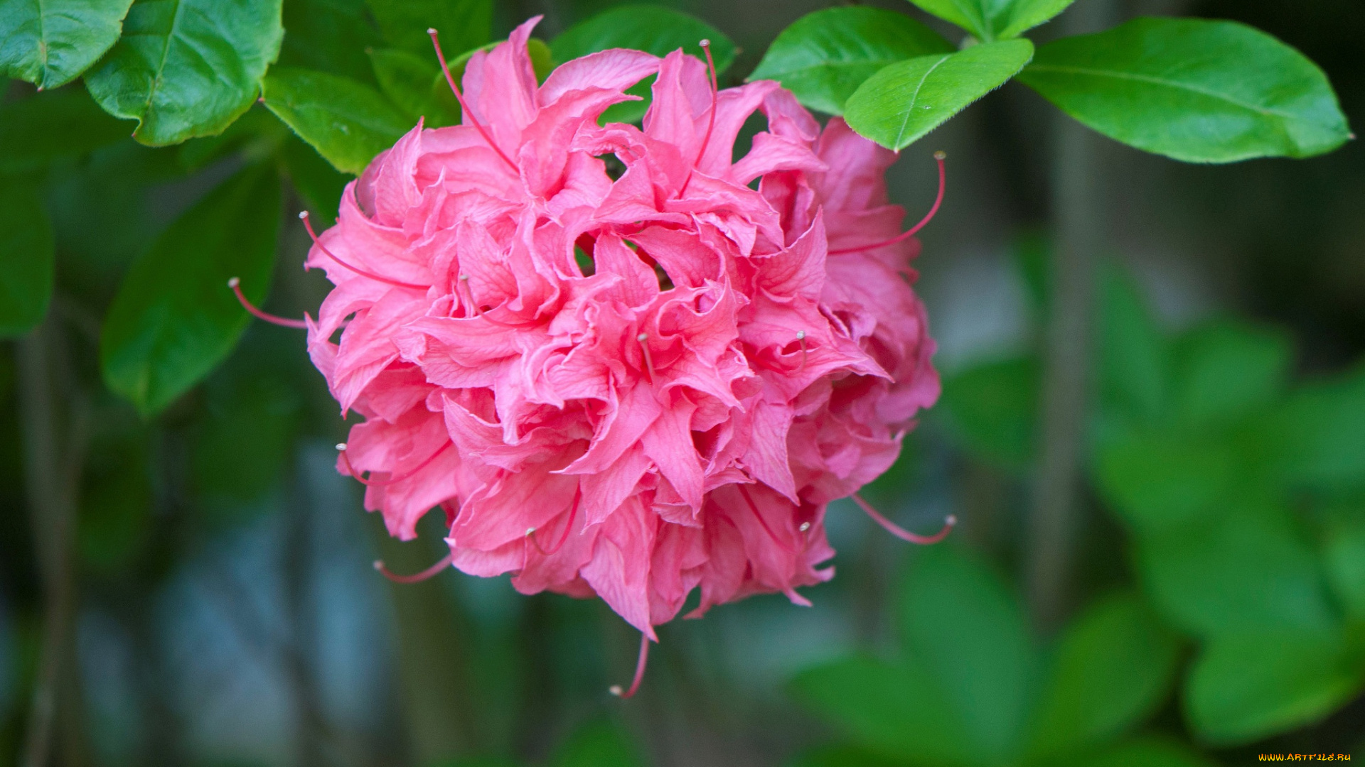 цветы, рододендроны, , азалии, розовый, азалия, рододендрон