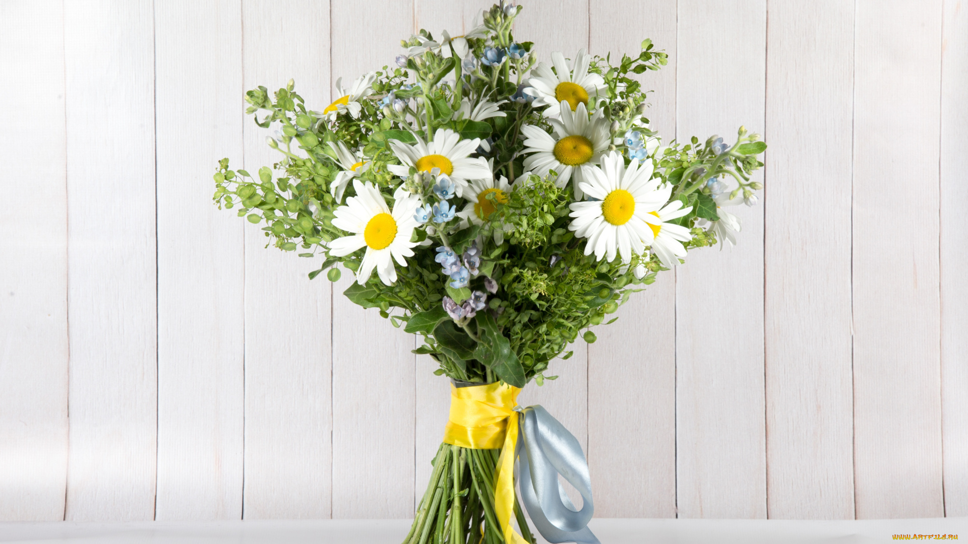 цветы, ромашки, букет, лента, лето