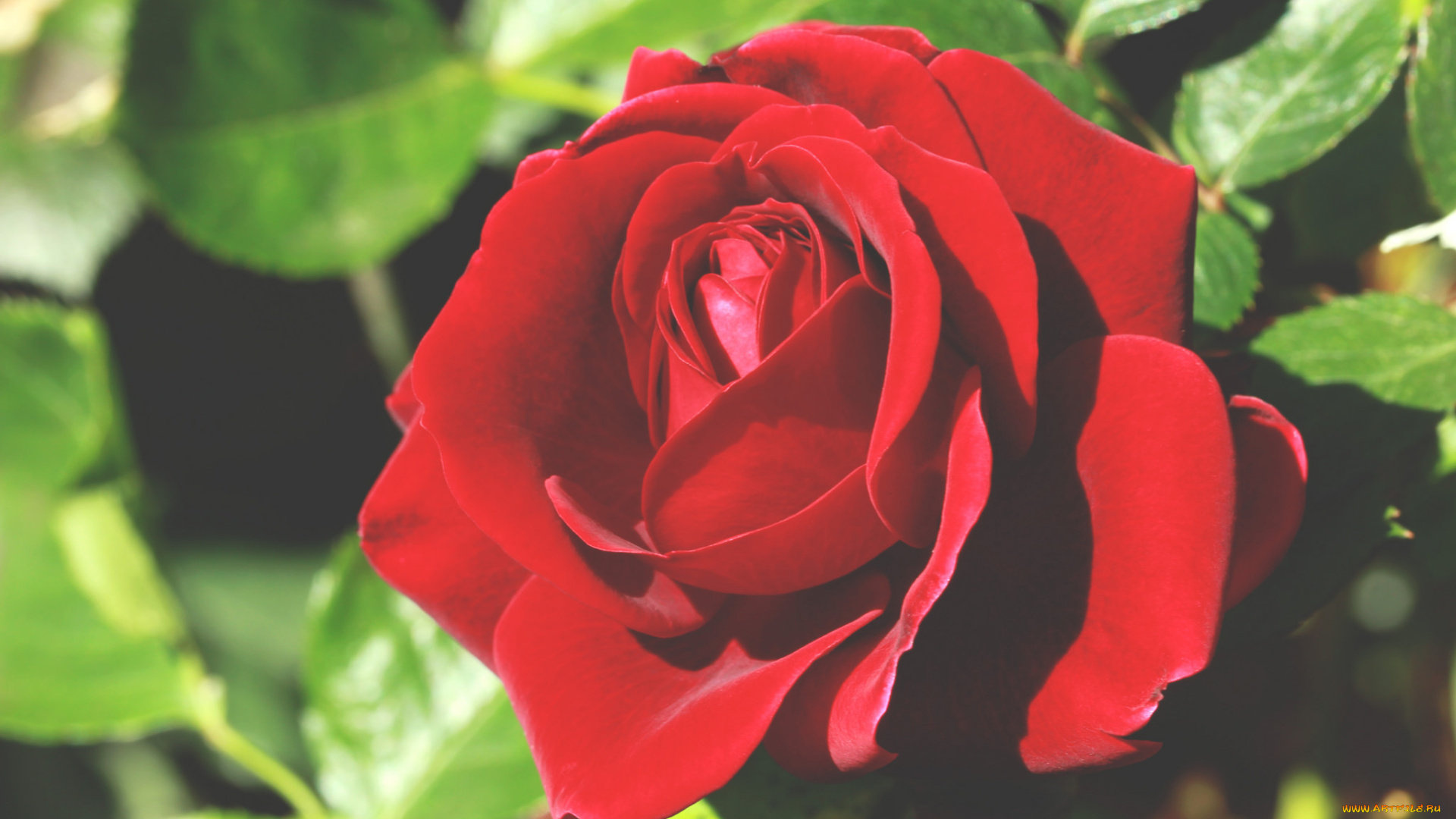 цветы, розы, роза, бутон, лепестки, листья, цветение, rose, bud, petals, leaves, blossoms