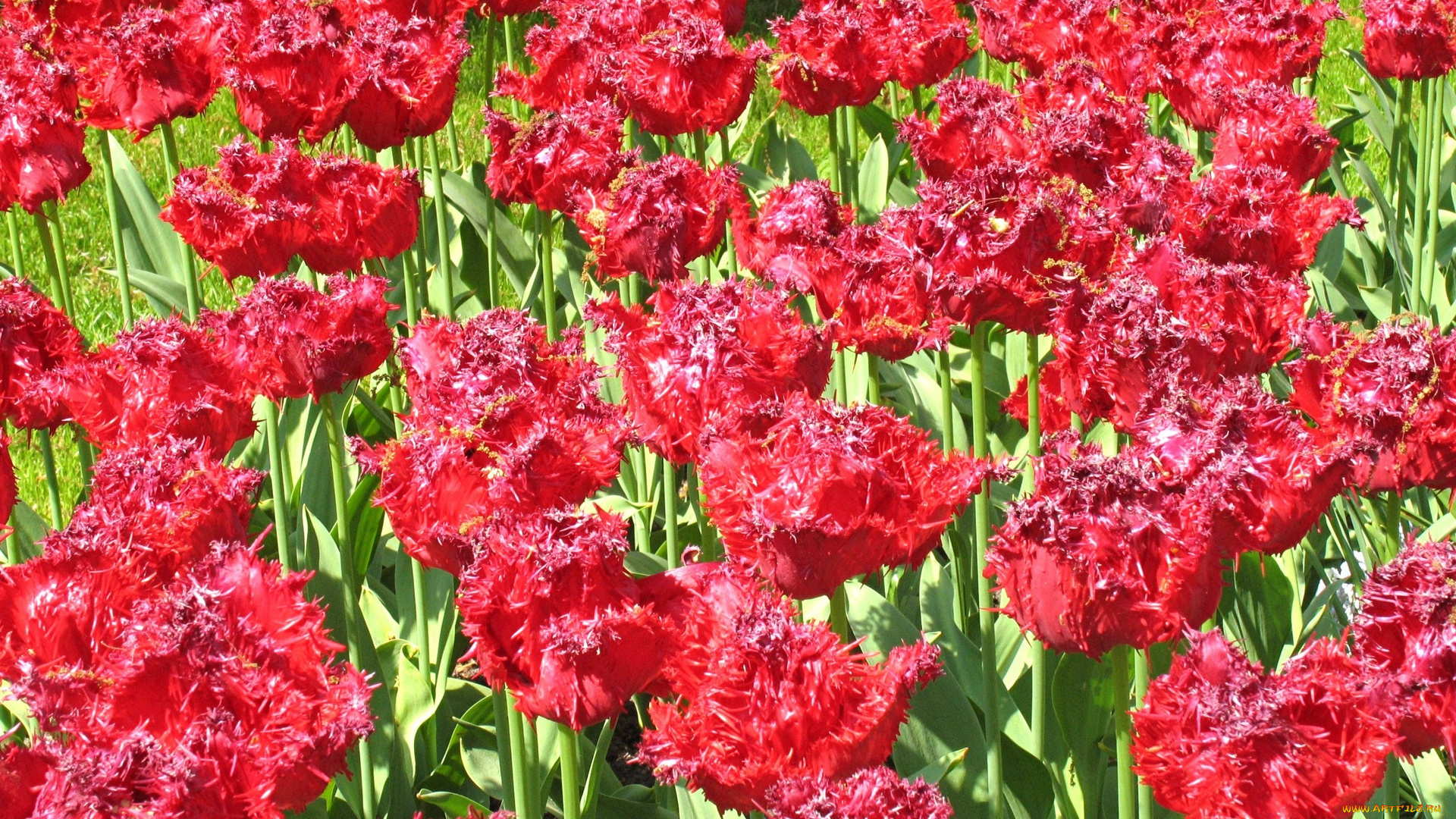 цветы, тюльпаны, красный, цвет