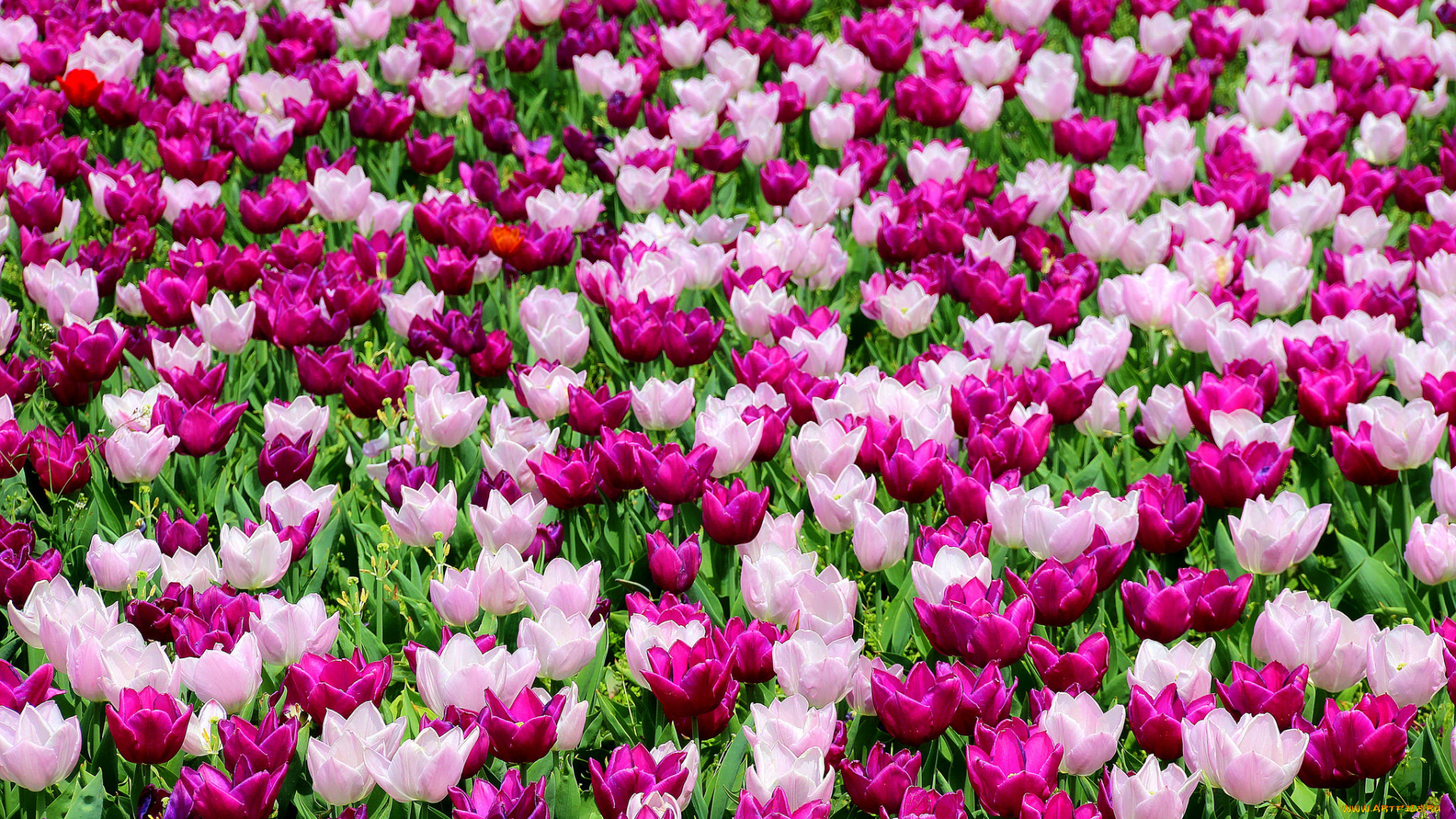 цветы, тюльпаны, лепестки, много, разноцветные, цветение