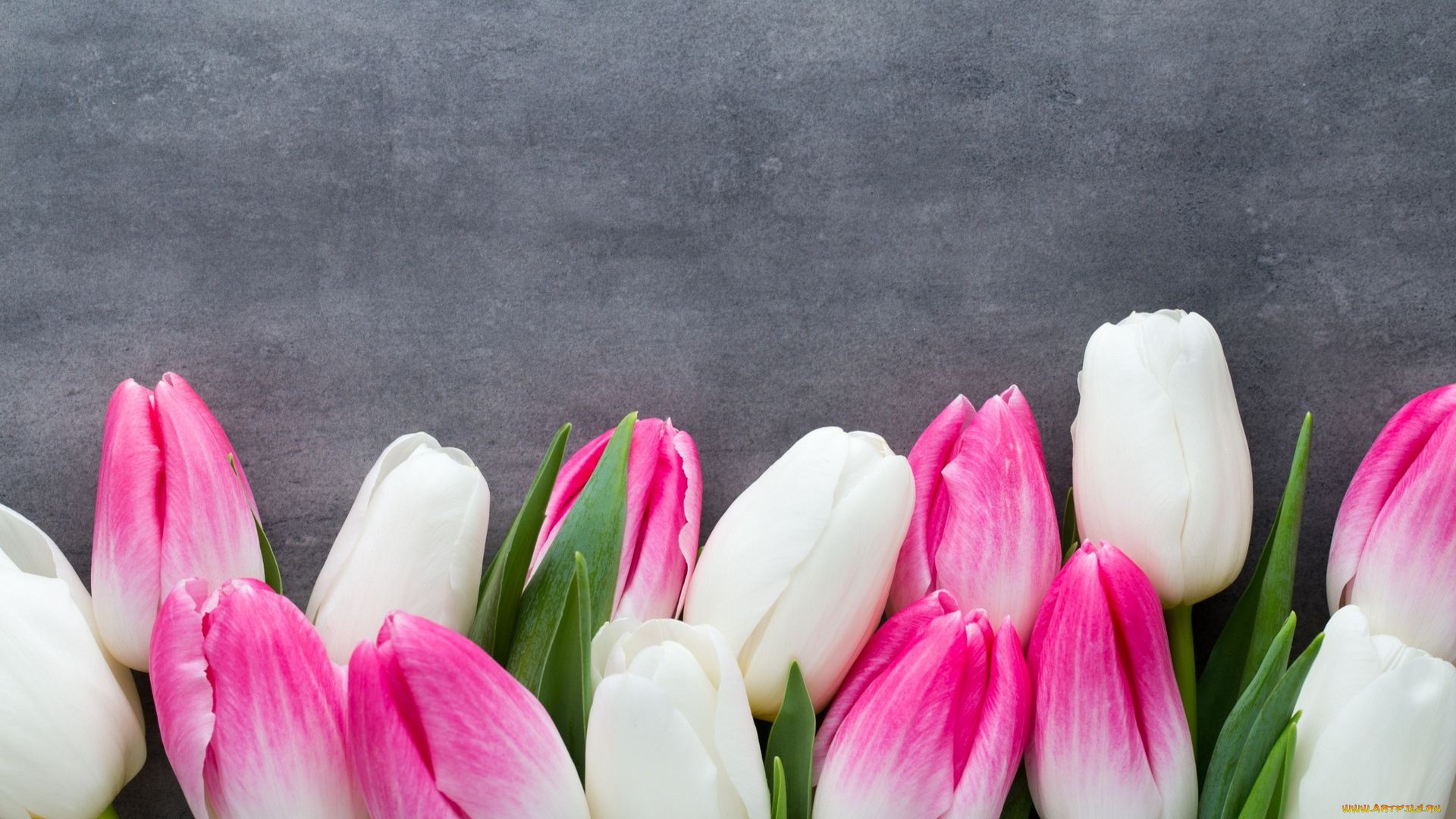 цветы, тюльпаны, розовый, цвет