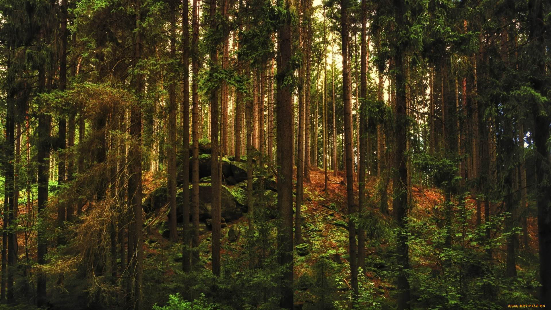 природа, лес, деревья, камни