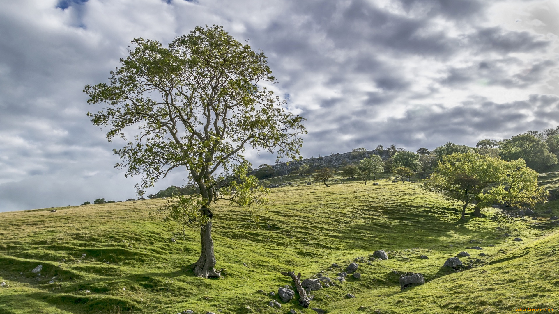 природа, луга, дерево, трава, облака