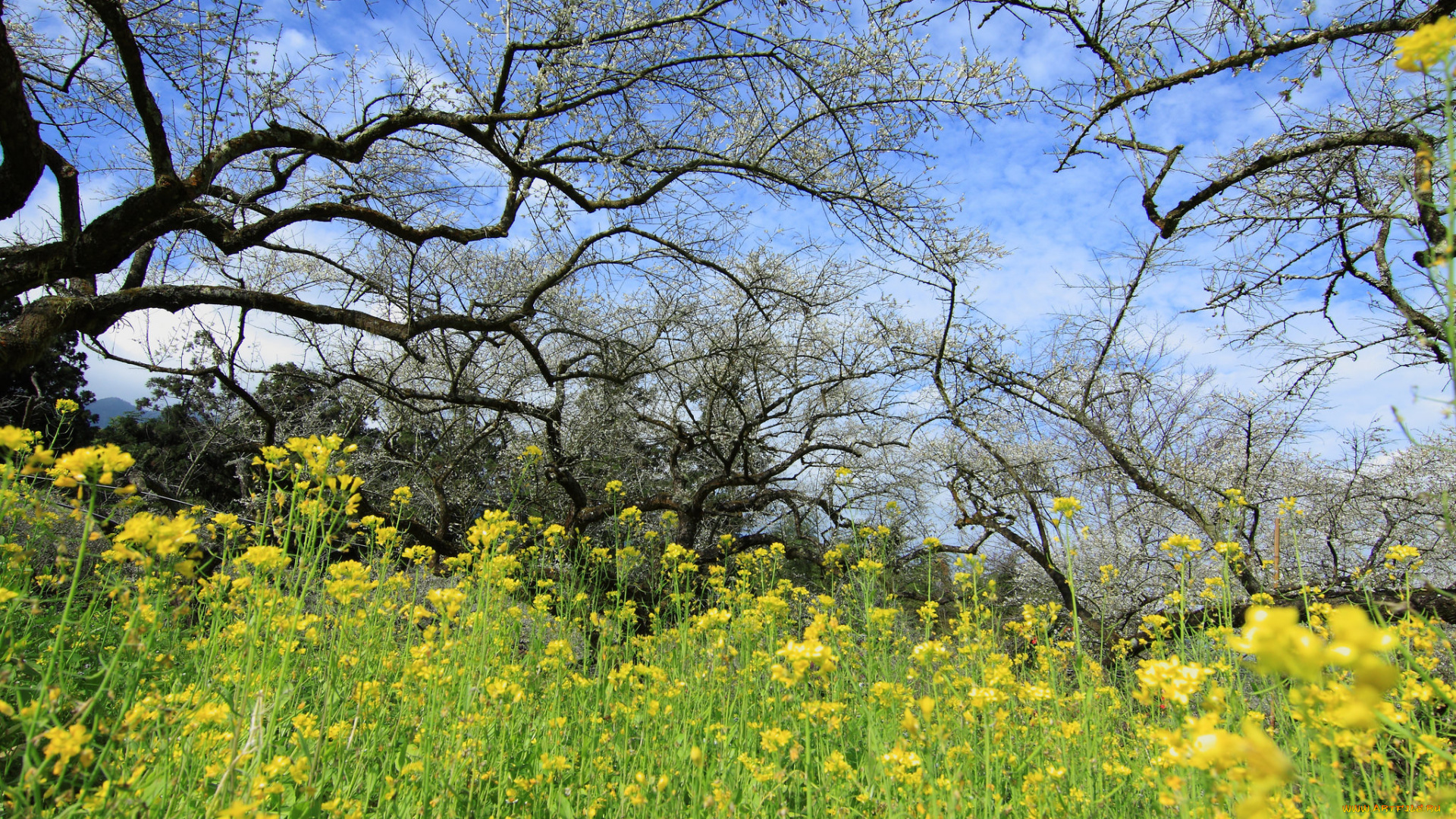природа, луга, простор