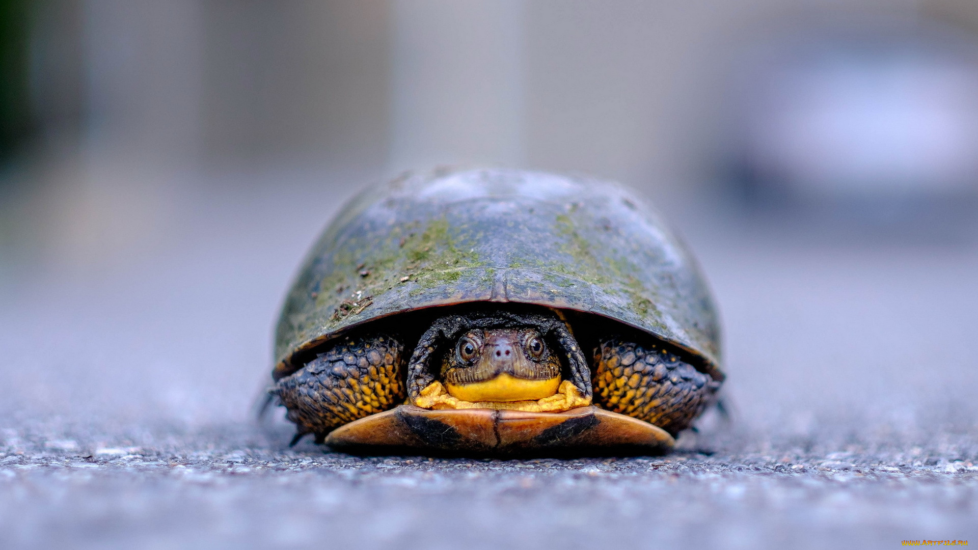 животные, Черепахи, профиль