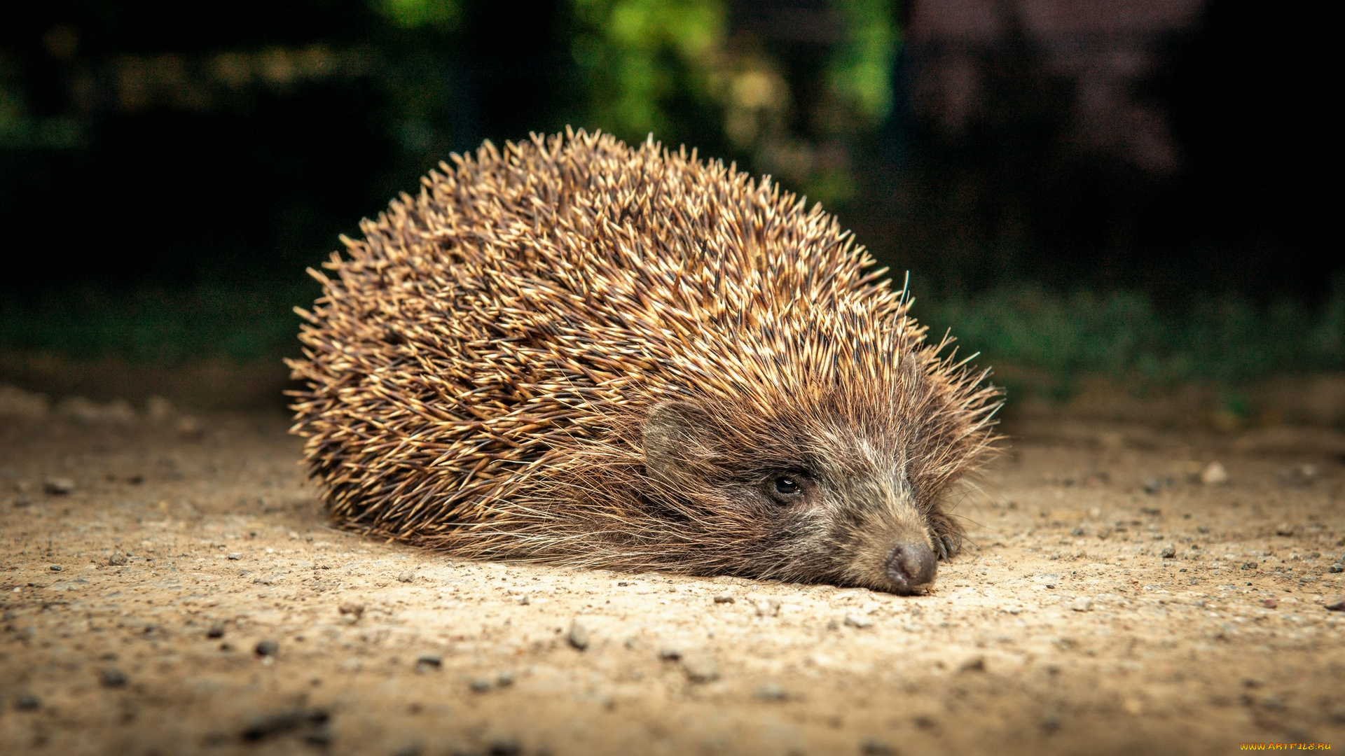 животные, ежи, земля