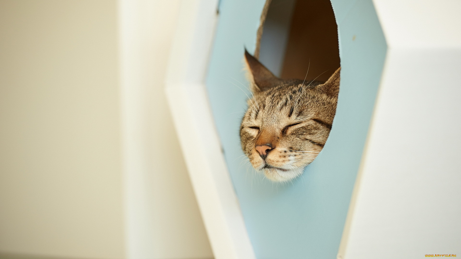 животные, коты, морда, сон