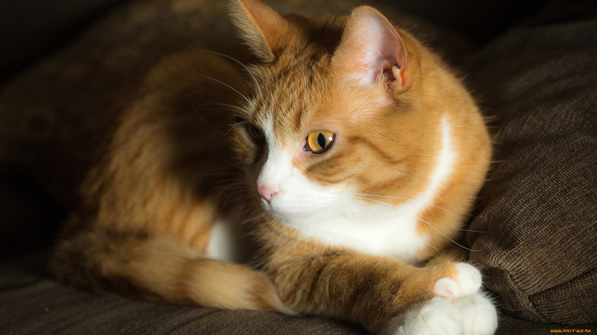 животные, коты, рыжий