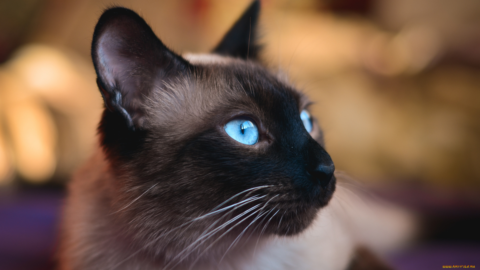 животные, коты, сиамский