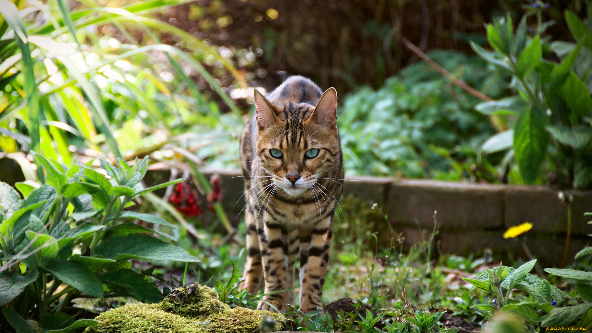 животные, коты, трава, кирпичи