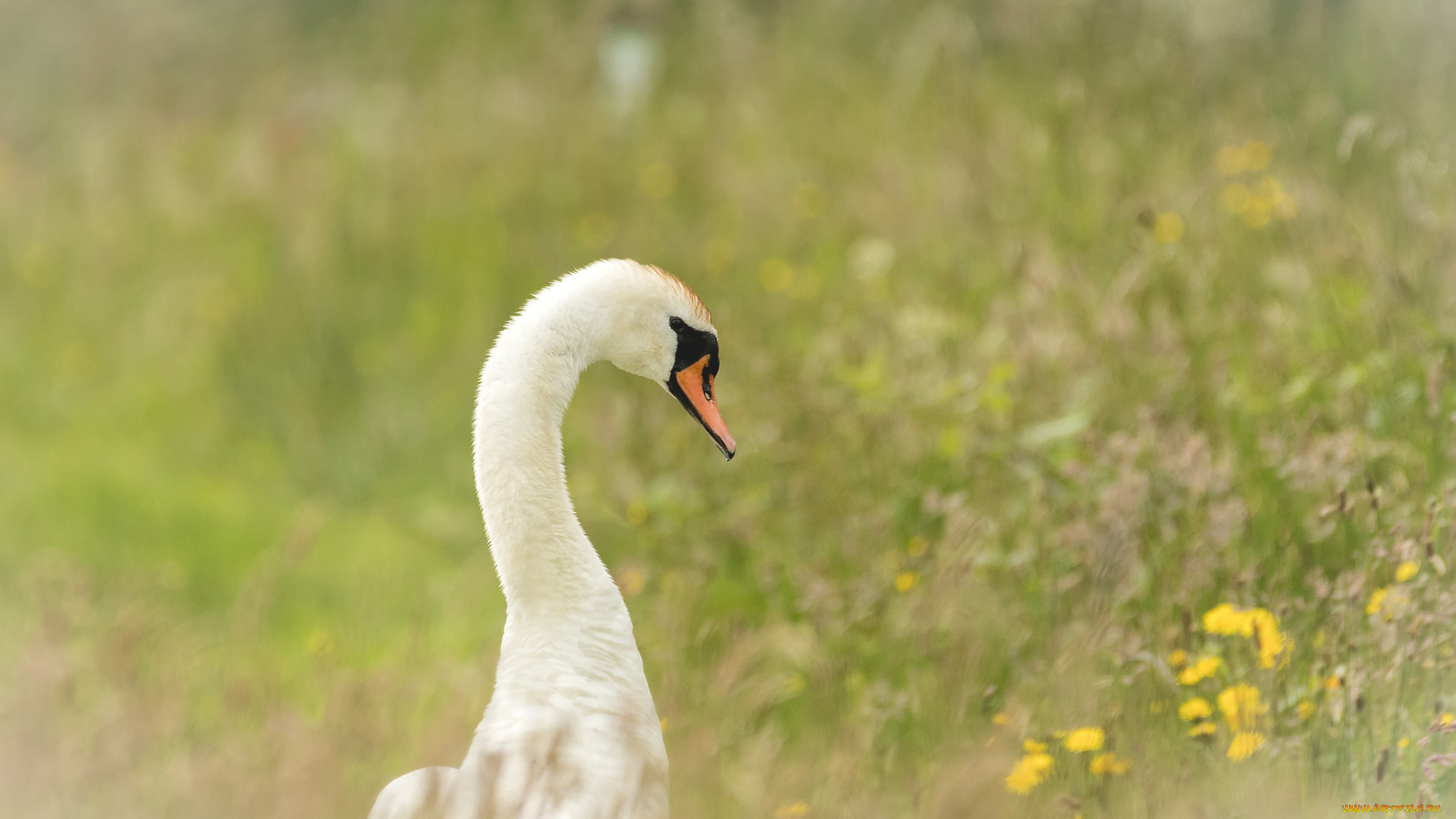 животные, лебеди, гусь, трава, цветы