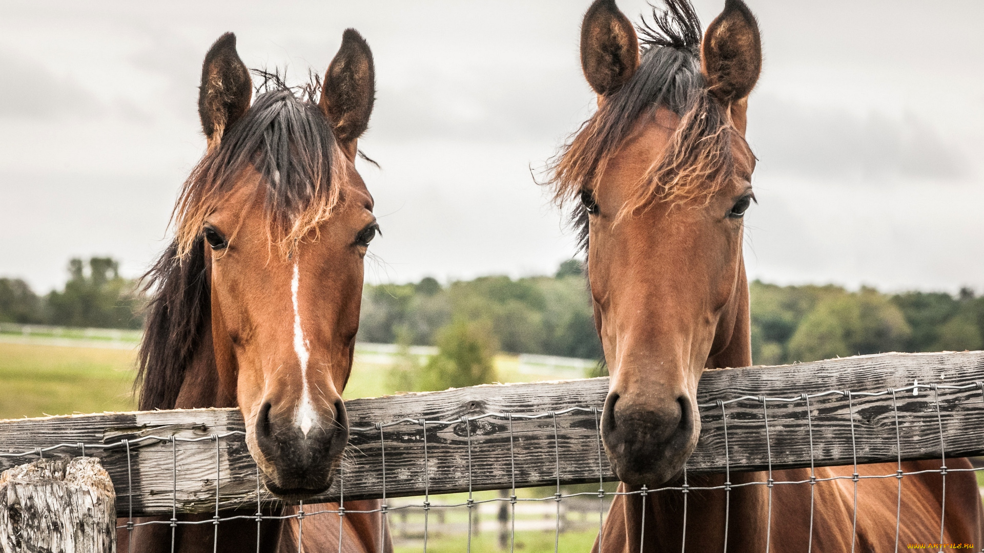 животные, лошади, забор, двое