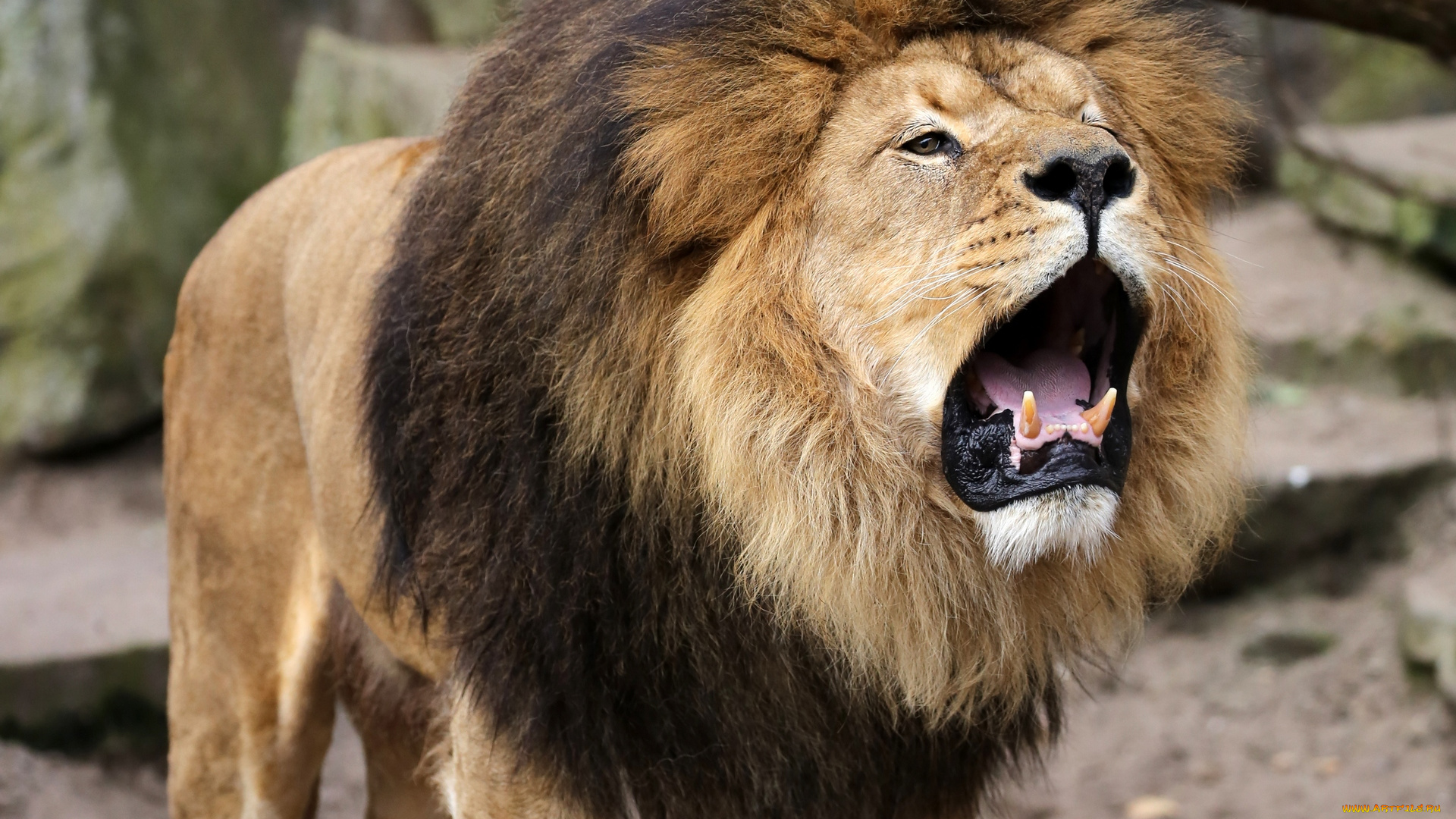 животные, львы, открытая, пасть