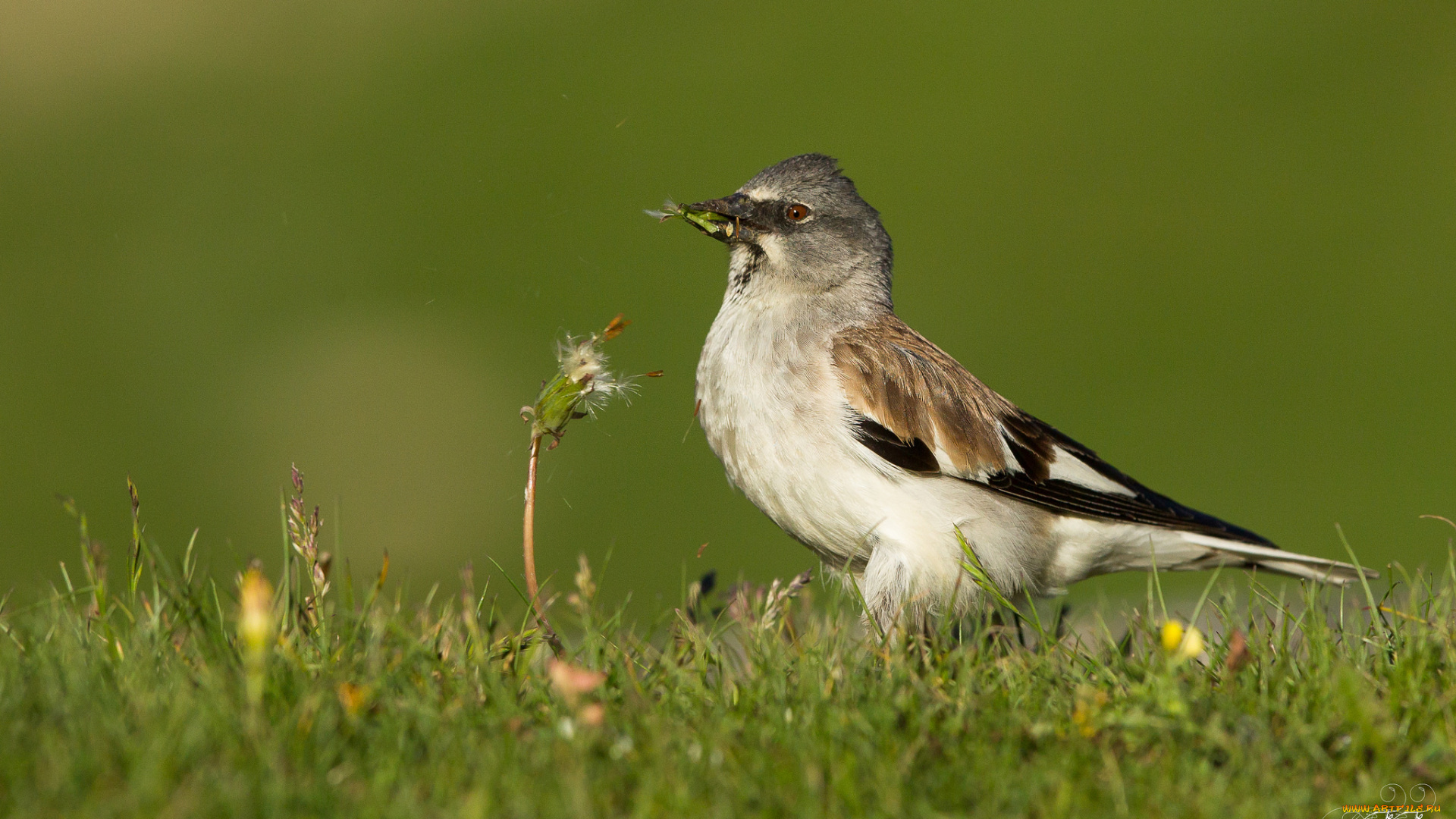 животные, птицы, птица, перья, окрас