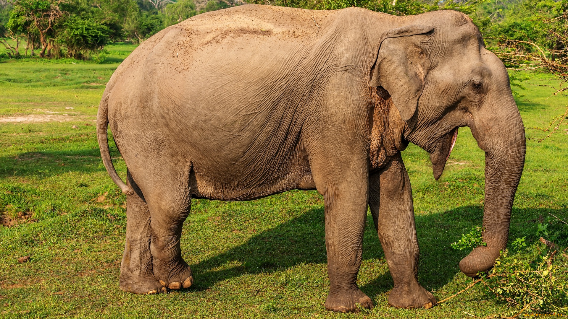 животные, слоны, трава, деревья, ветки