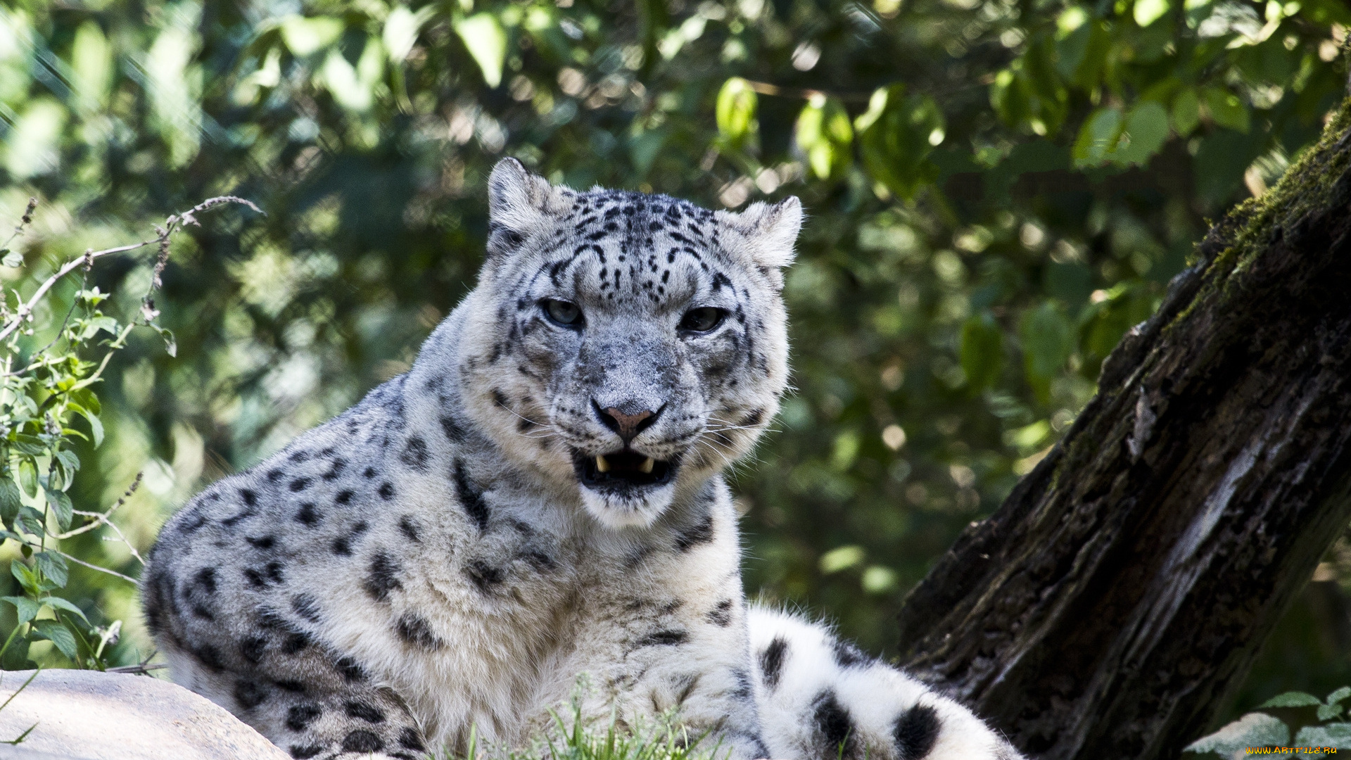 животные, снежный, барс, , ирбис, листья