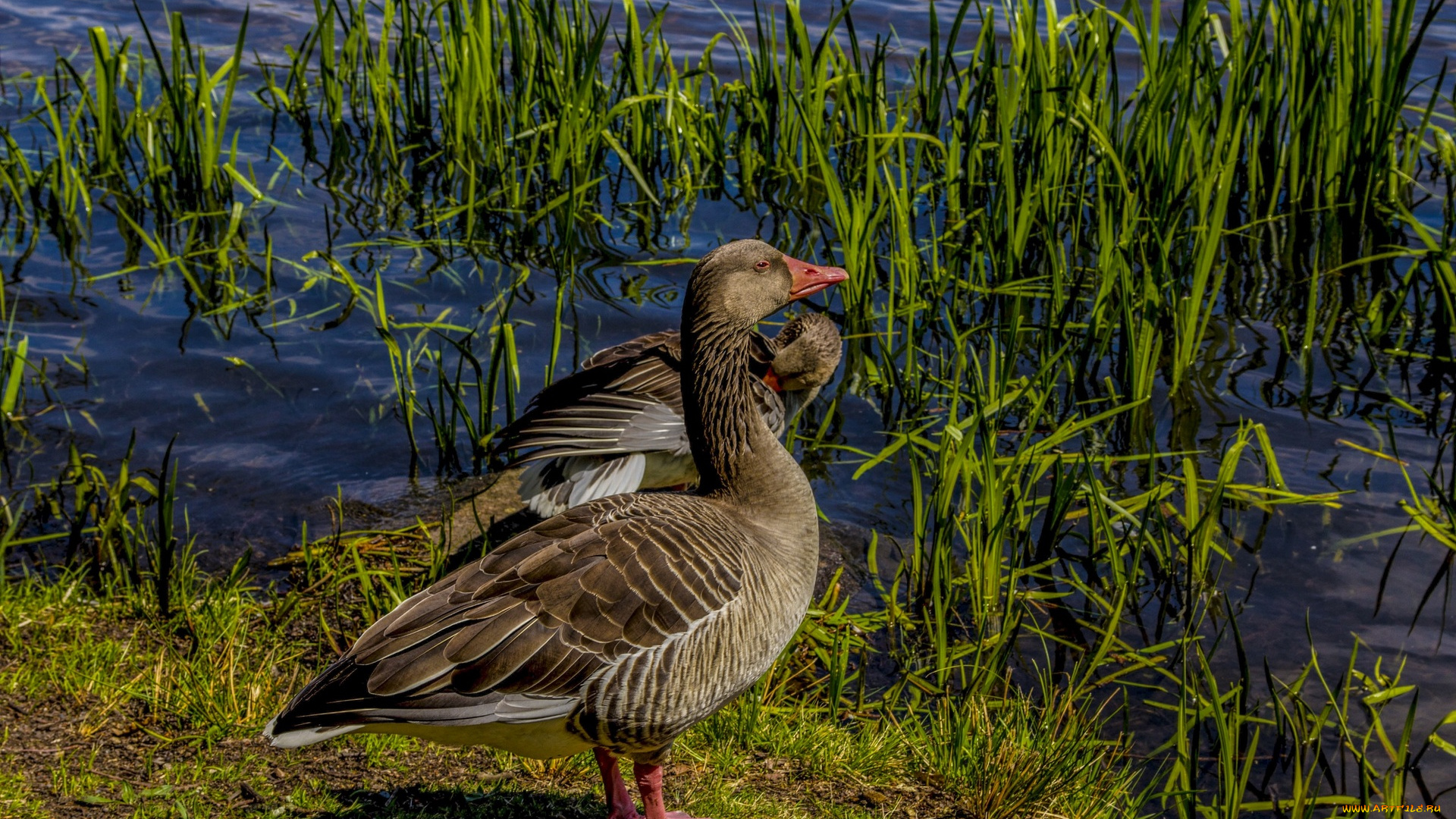 животные, утки, водоем, трава