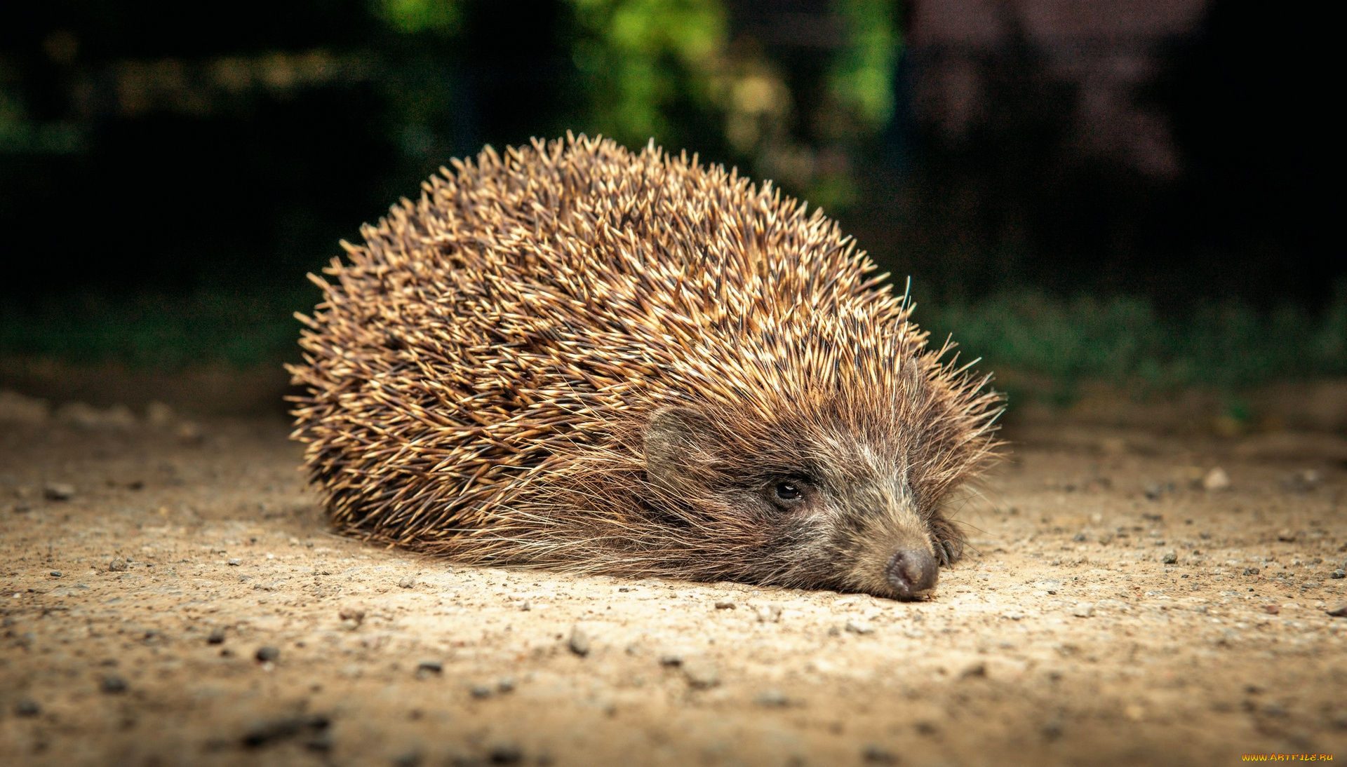 животные, ежи, земля