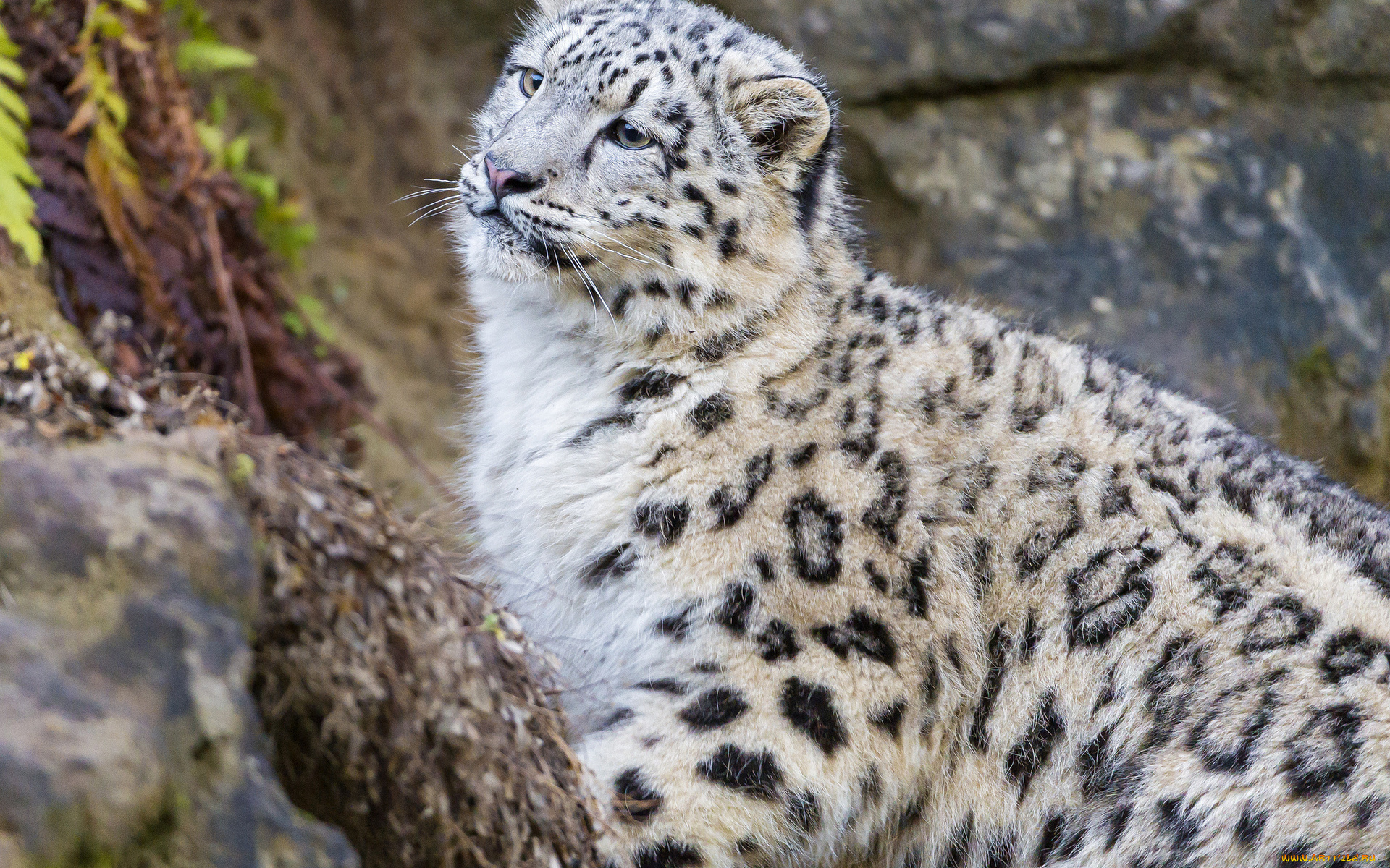 животные, снежный, барс, , ирбис, камни