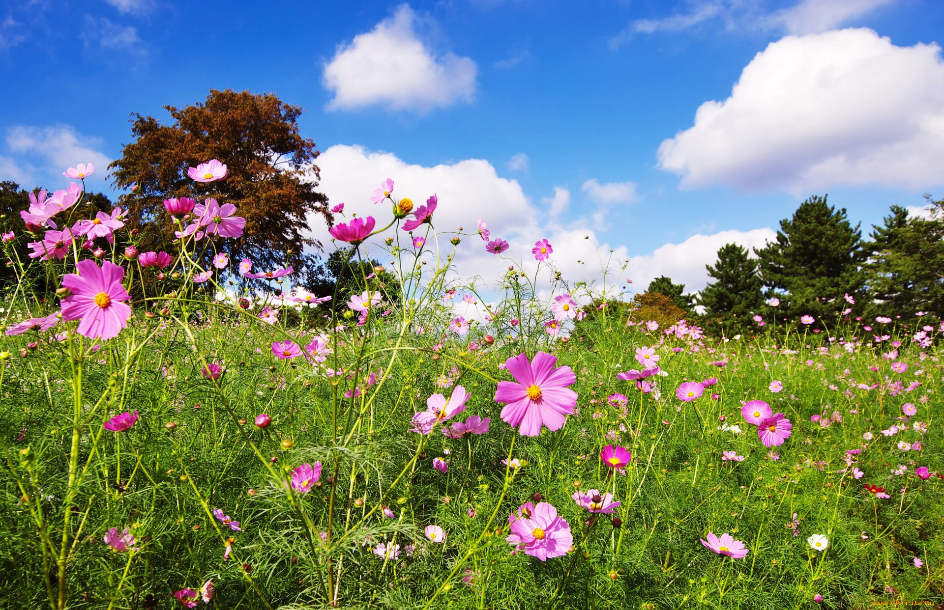 цветы, космея, деревья, облака