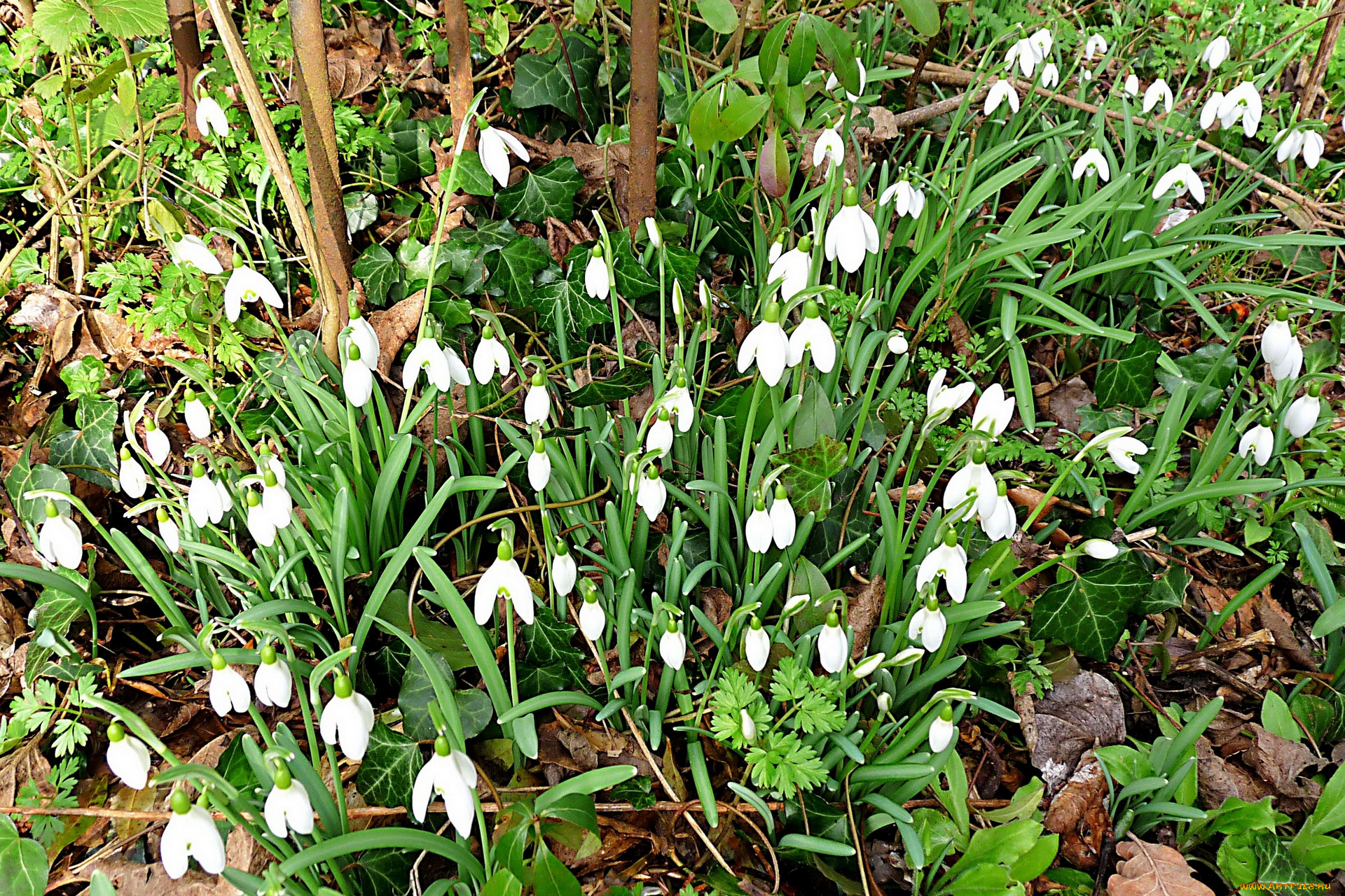 цветы, подснежники, , белоцветники, , пролески, белый, цвет, листья