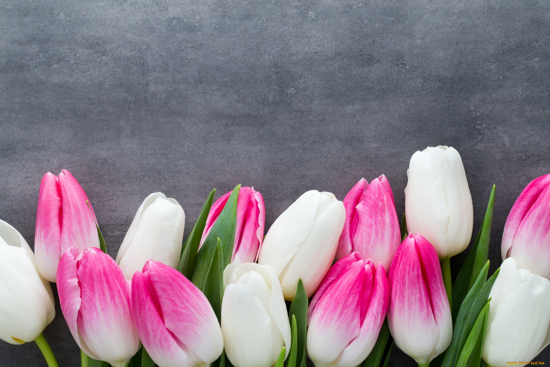 цветы, тюльпаны, розовый, цвет